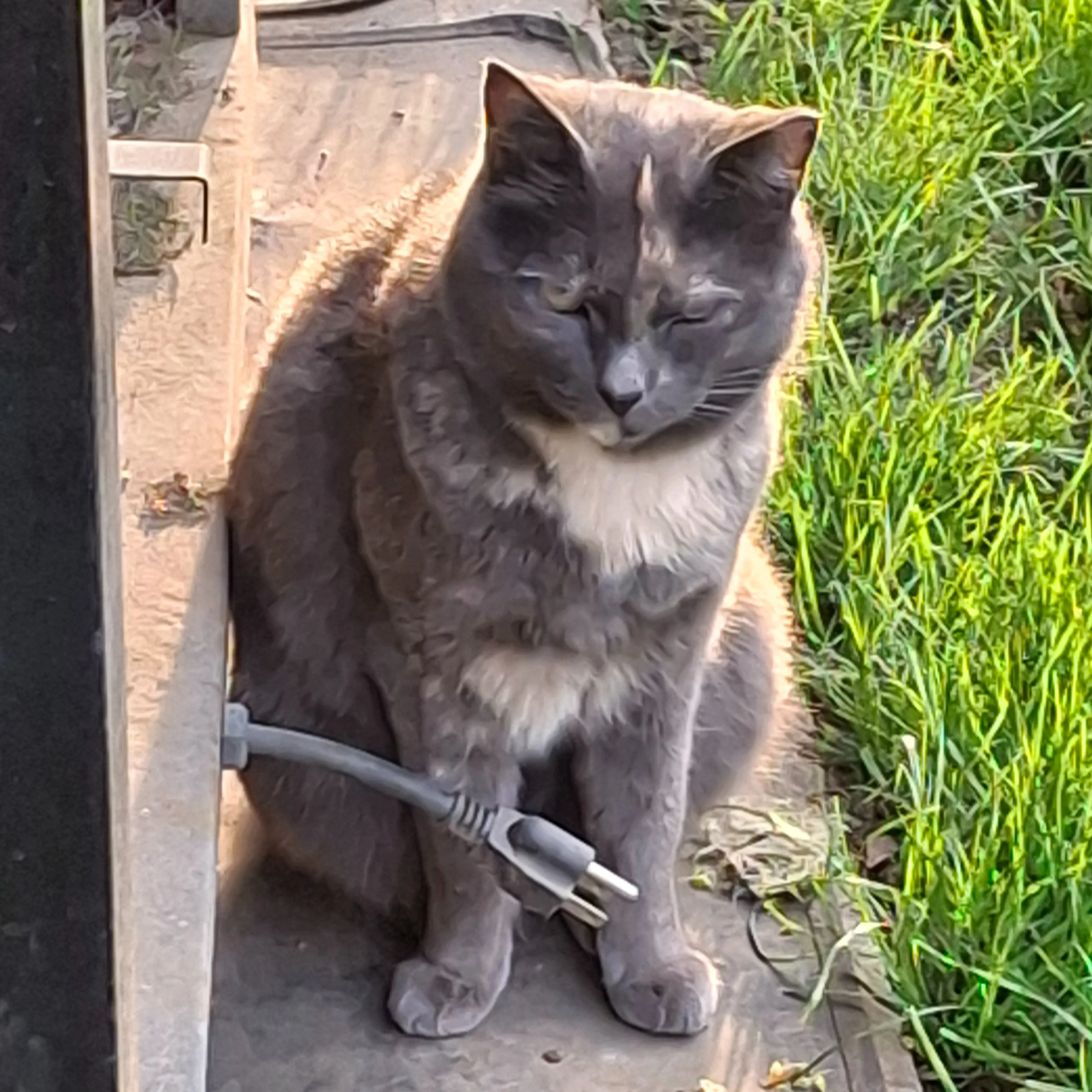 Found pet-1