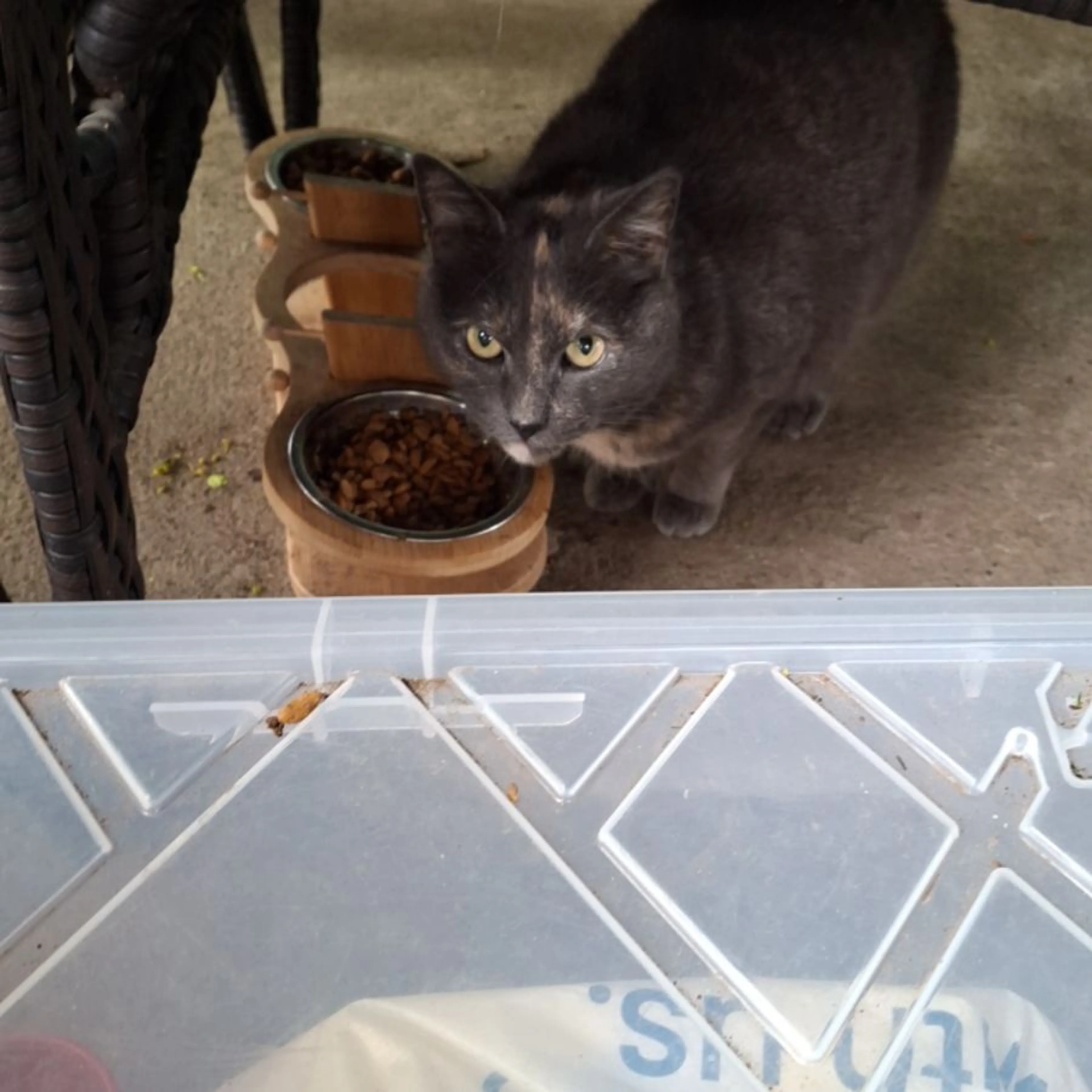 Found pet-0