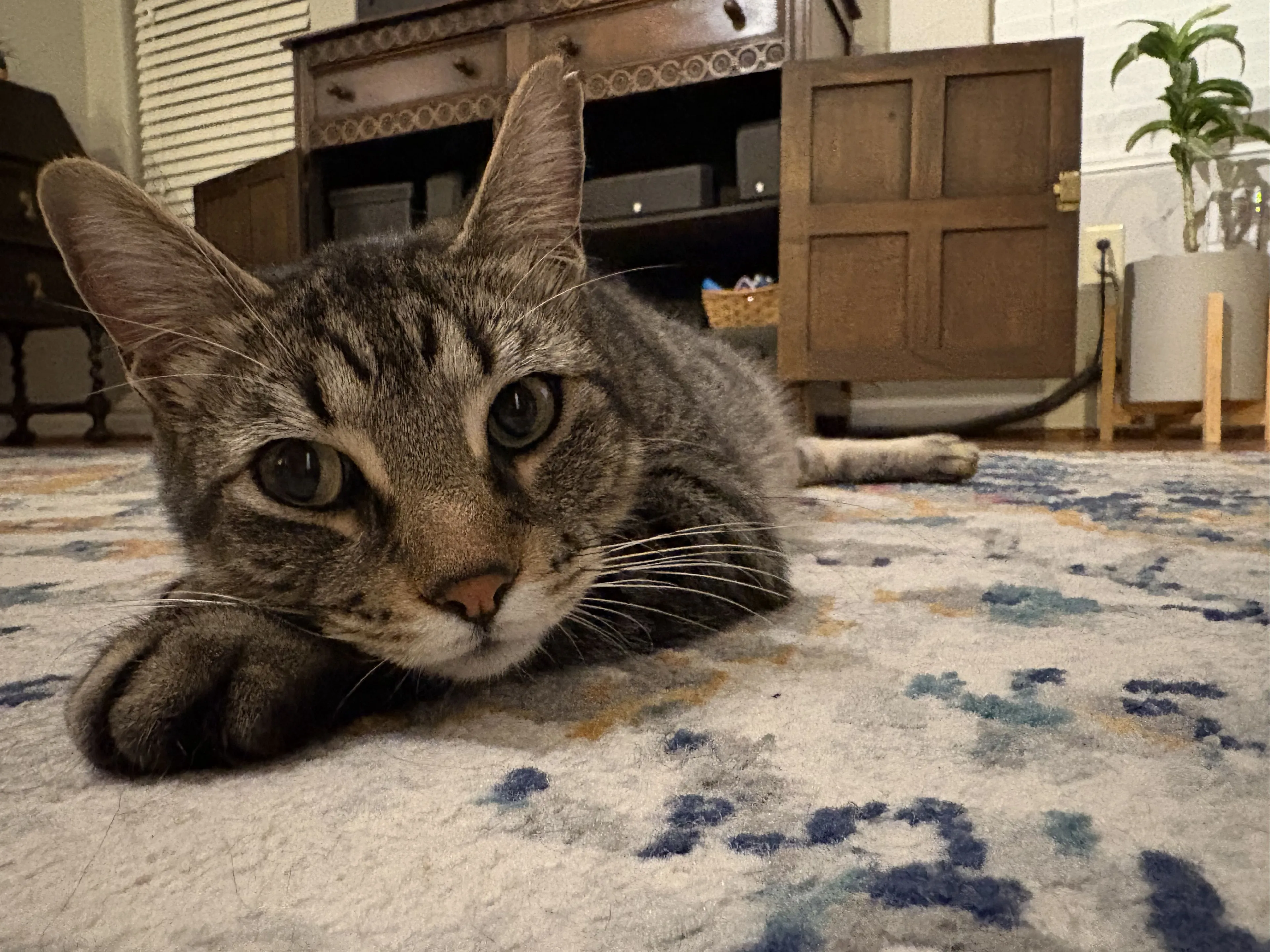 Lost pet-0
