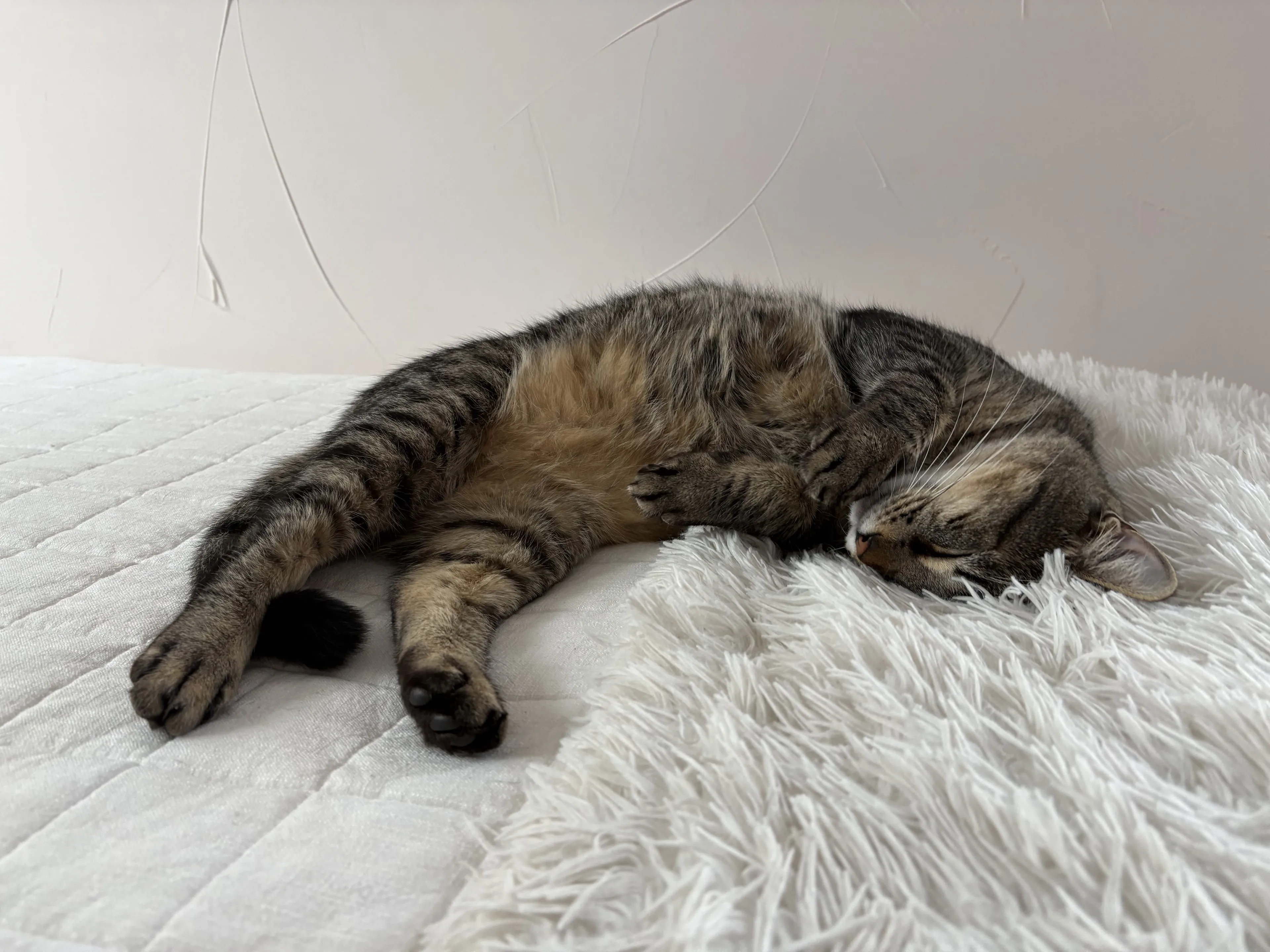 Lost pet-1