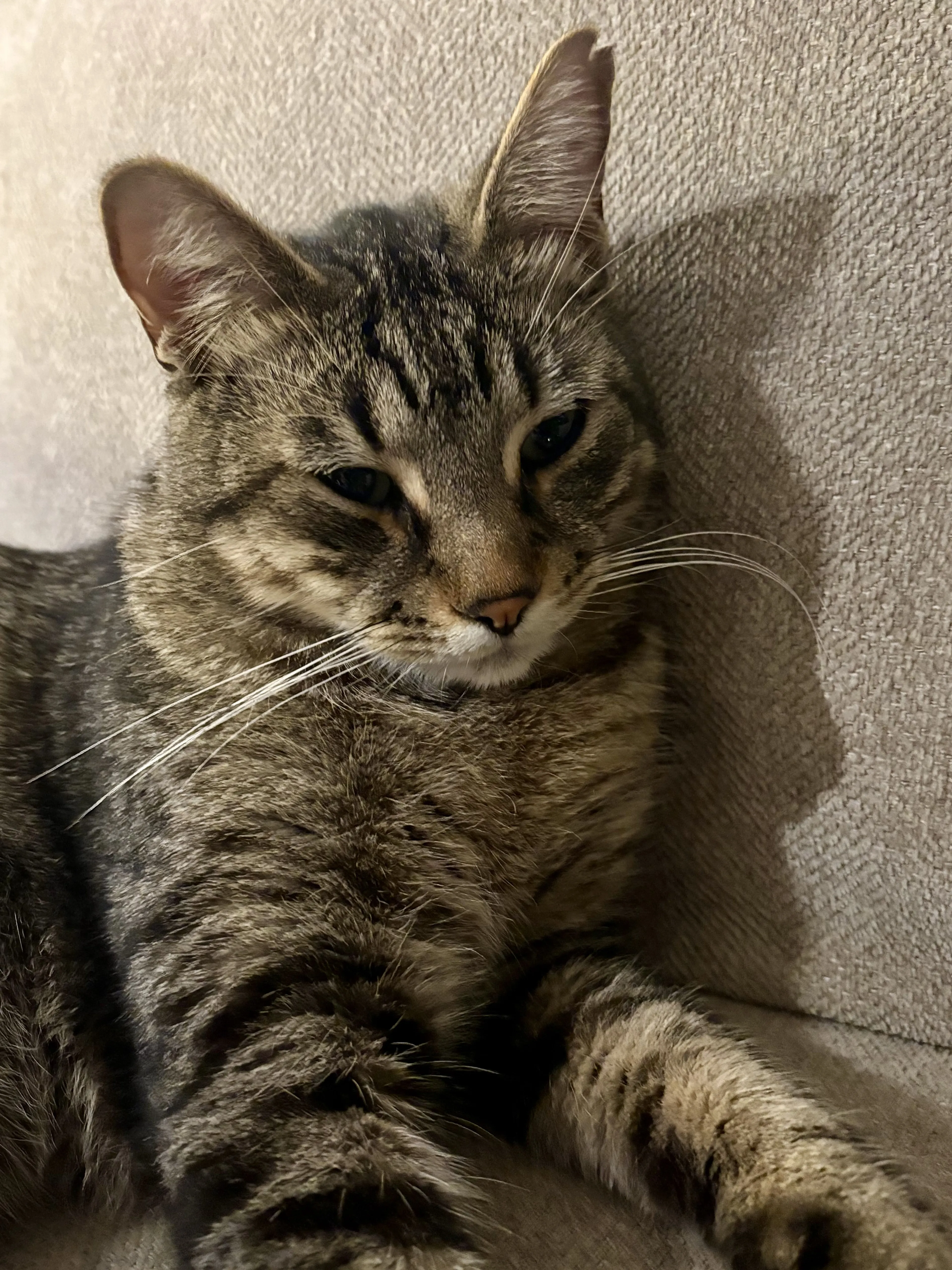 Lost pet-2