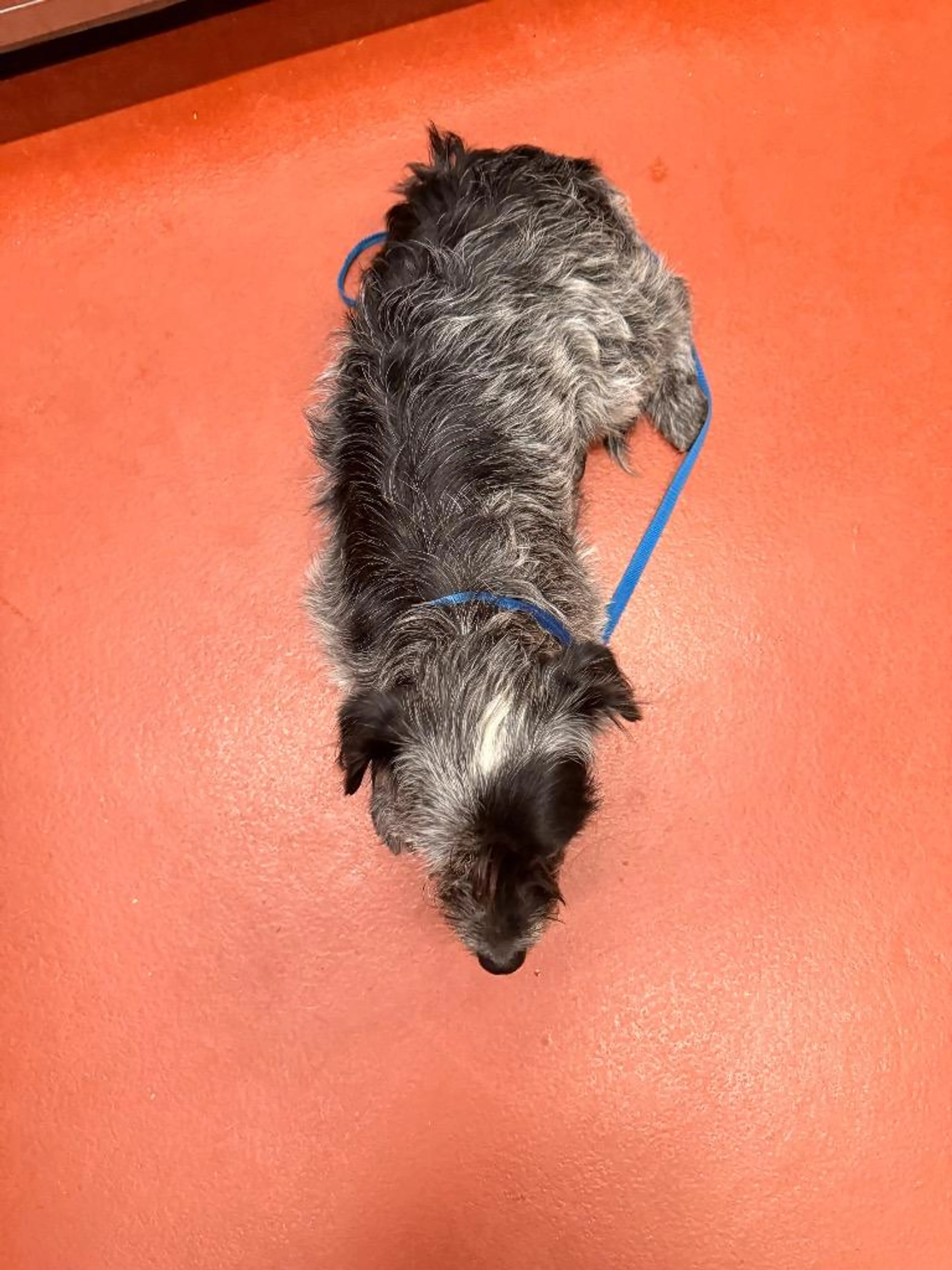 Found pet-1