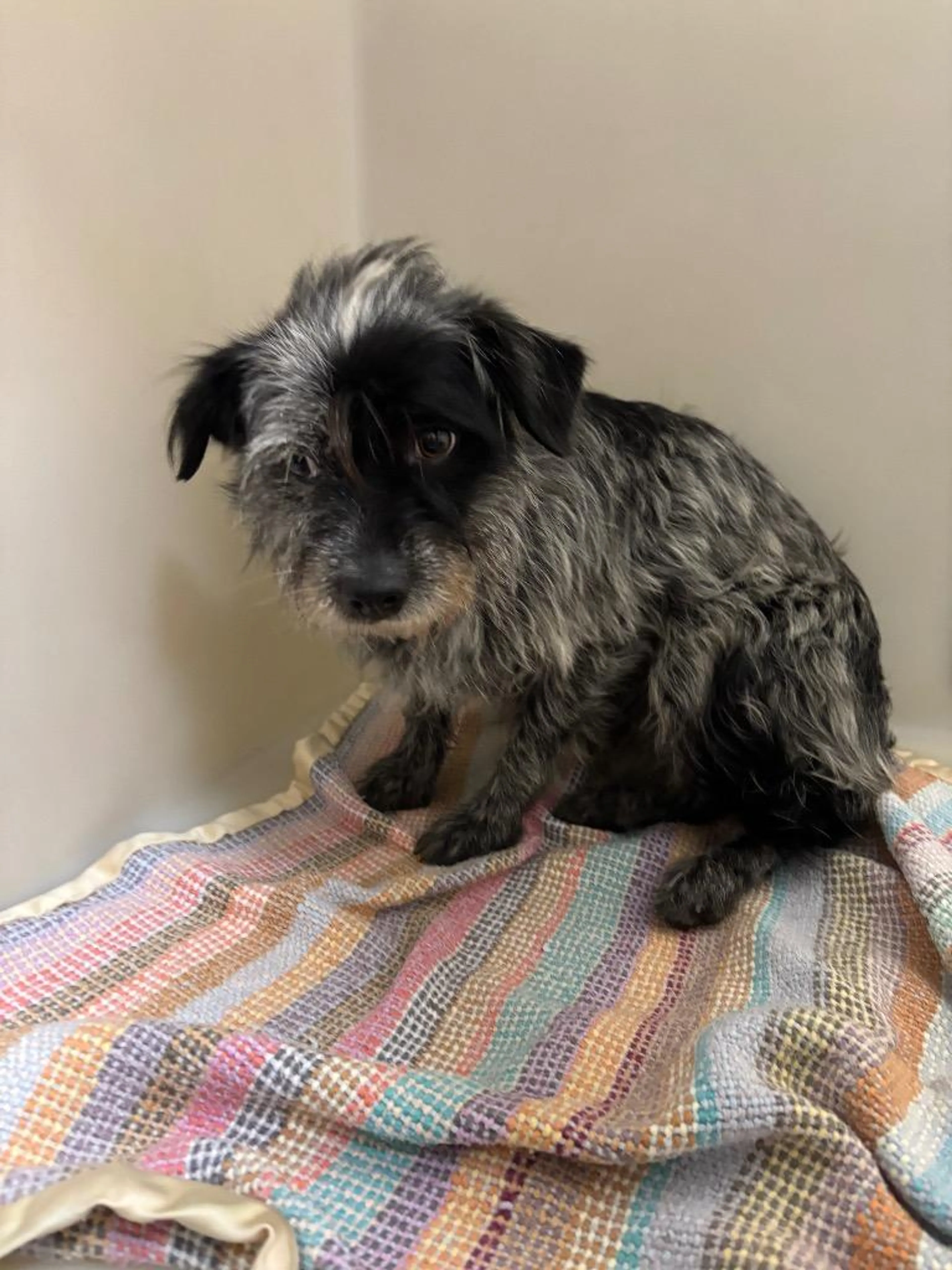 Found pet-3