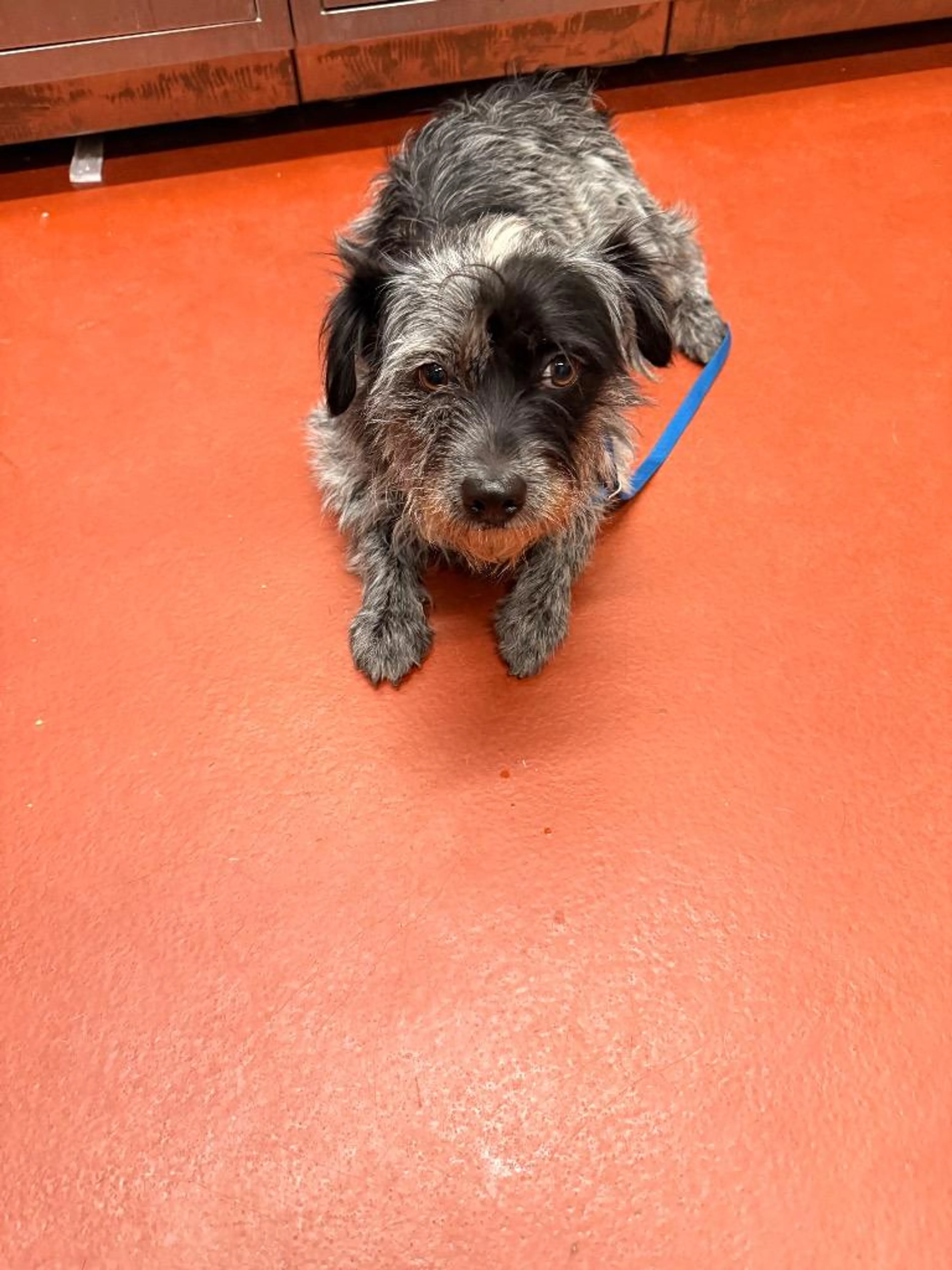 Found pet-2