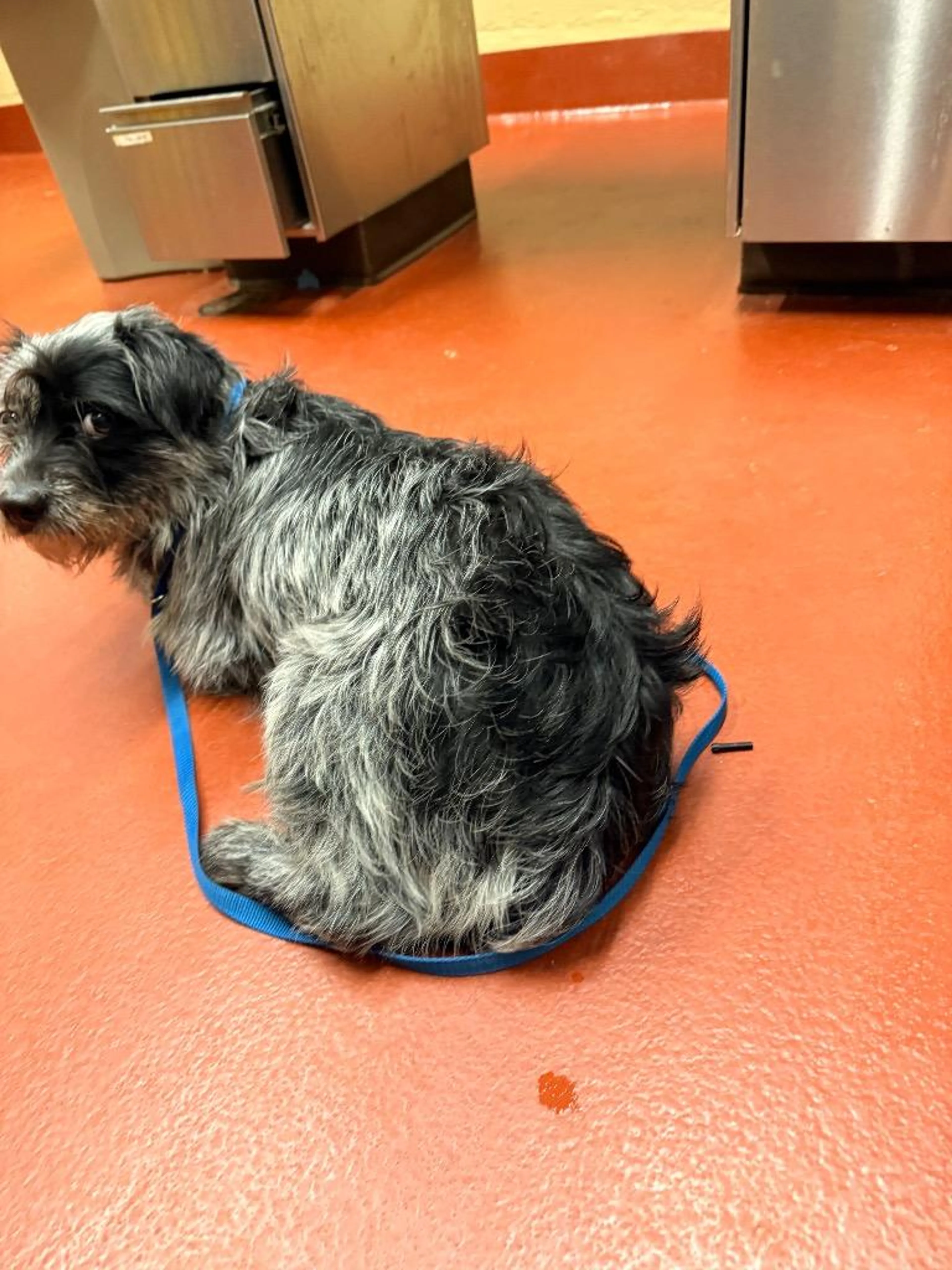 Found pet-5
