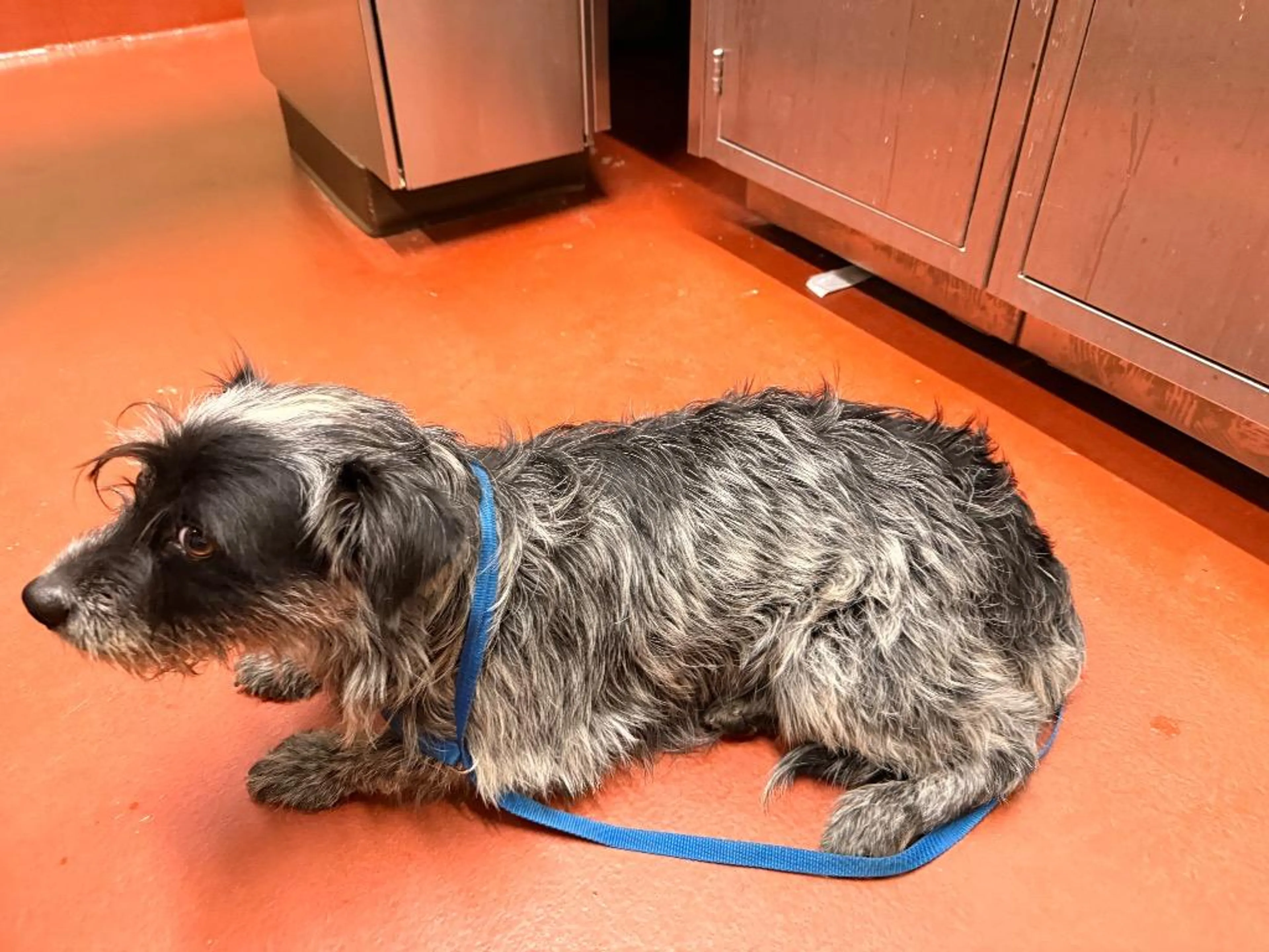 Found pet-4