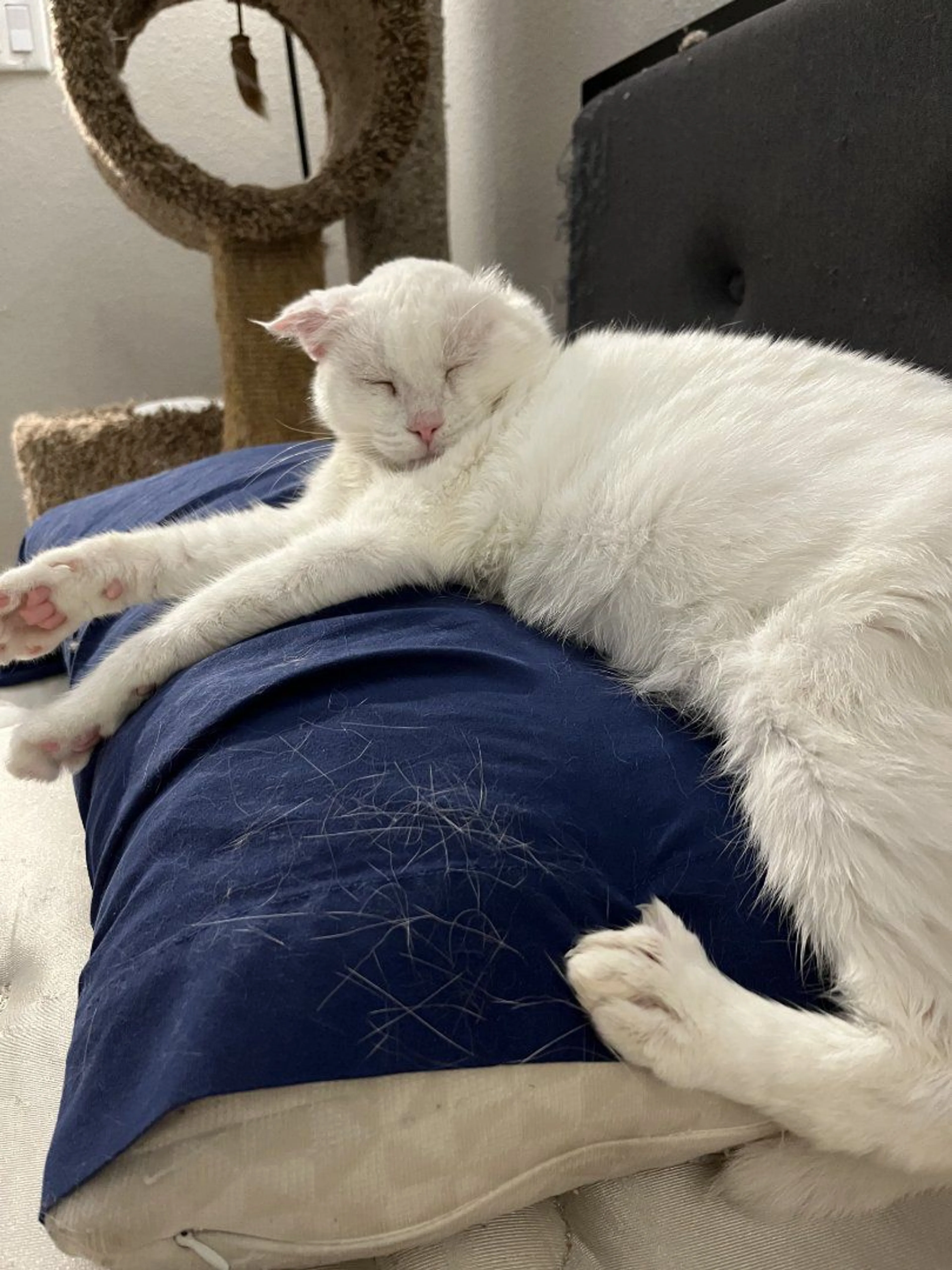 Lost pet-2