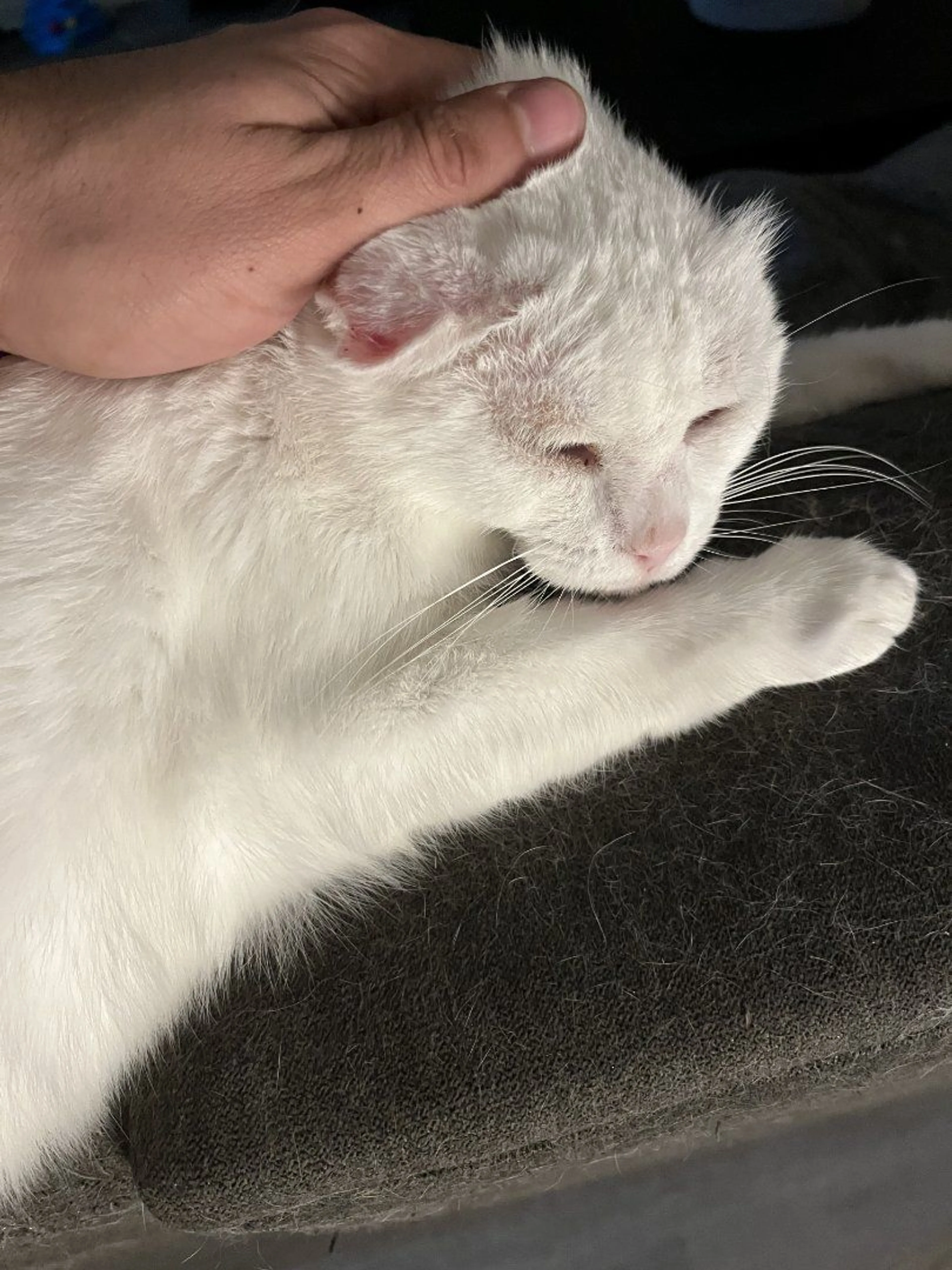 Lost pet-4