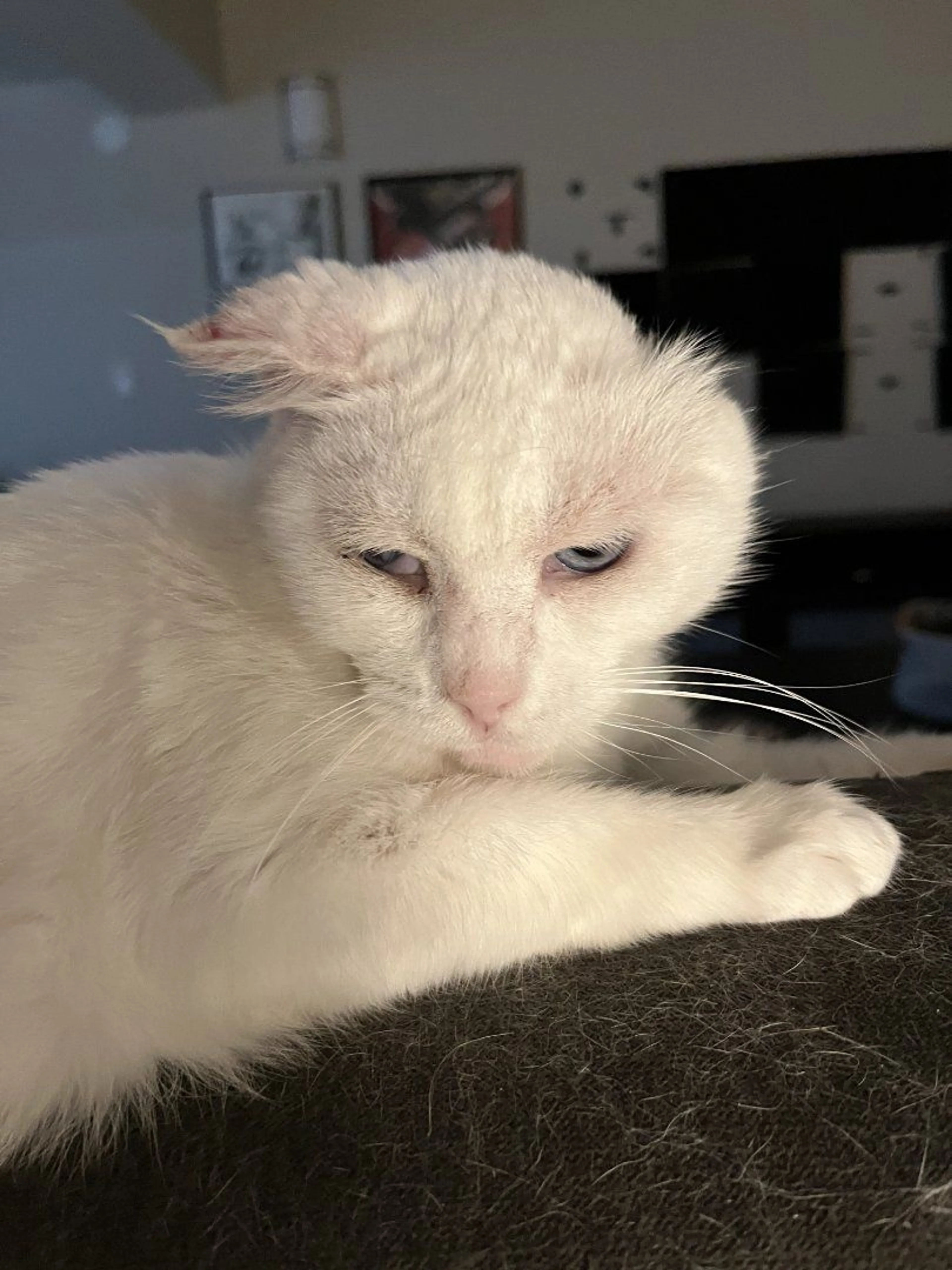 Lost pet-3
