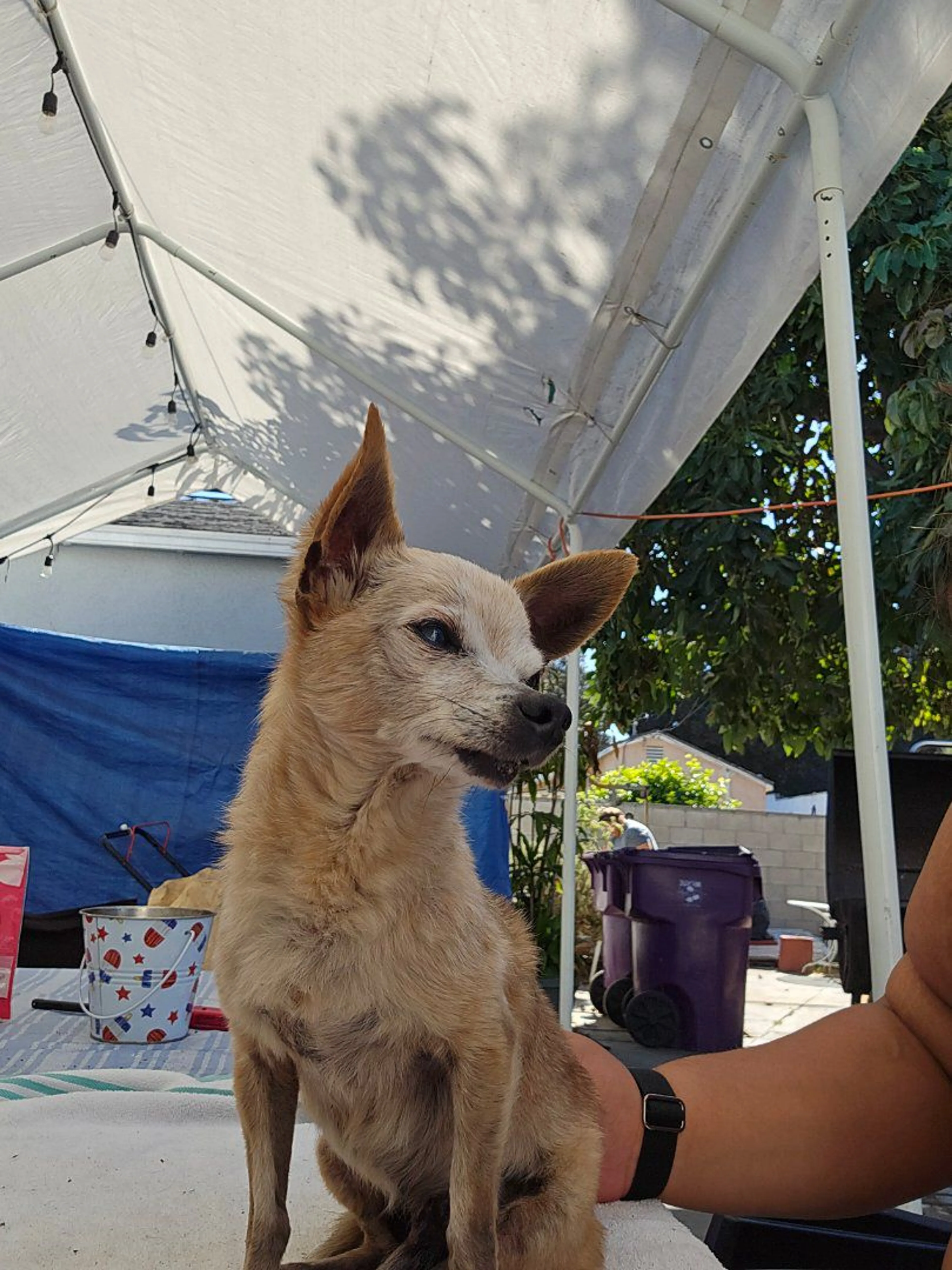 Lost pet-0
