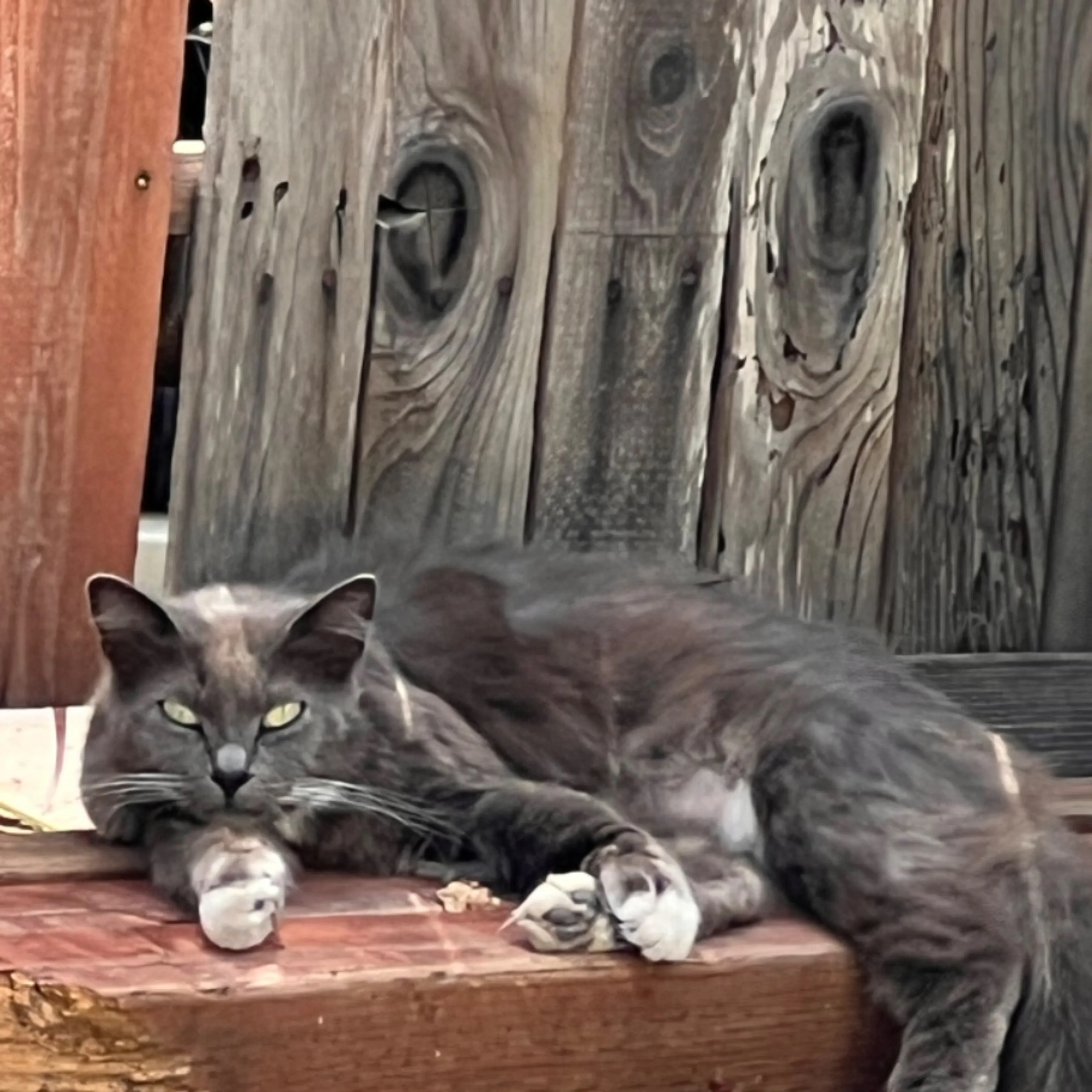 Lost pet