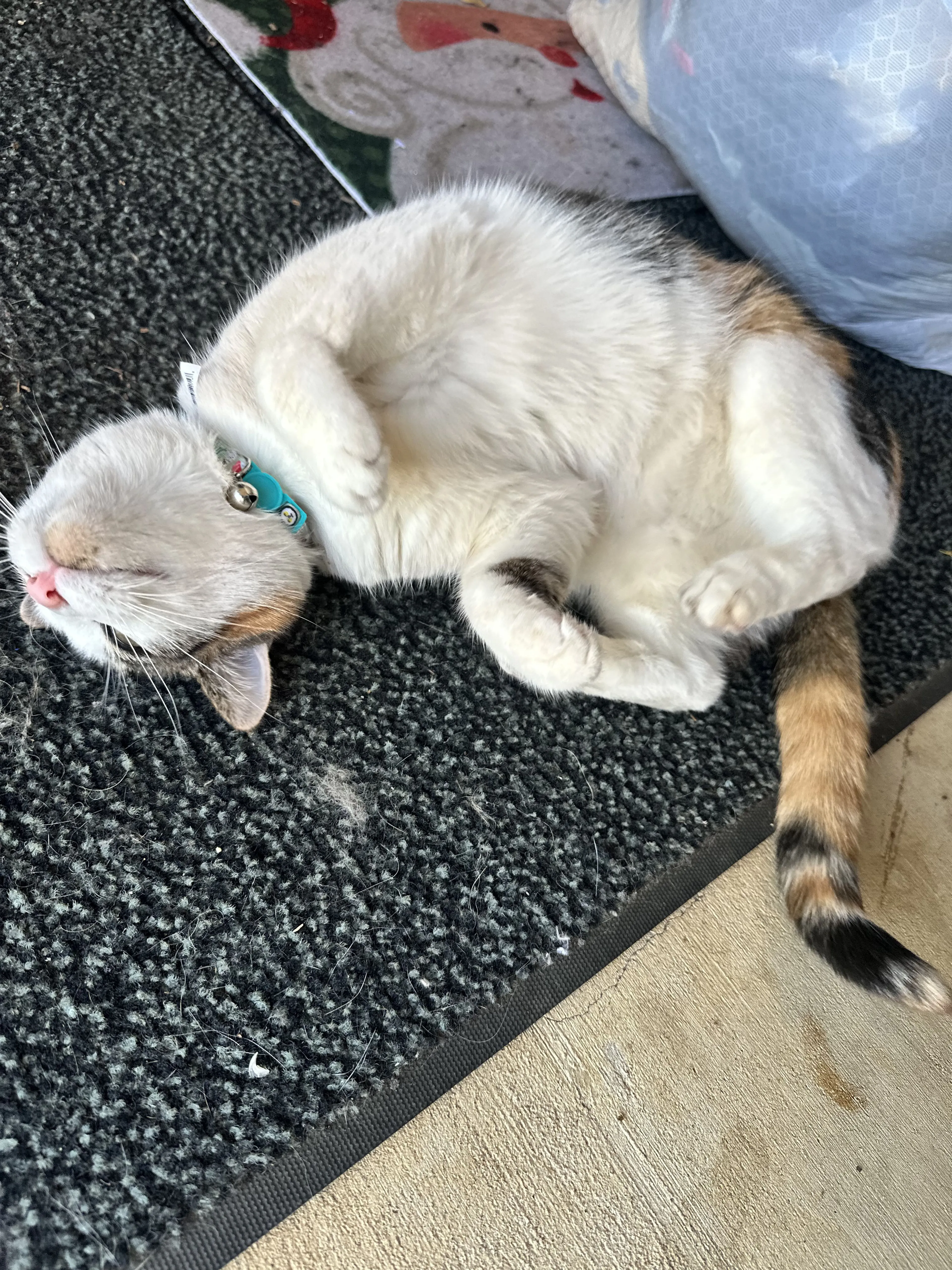 Lost pet-1