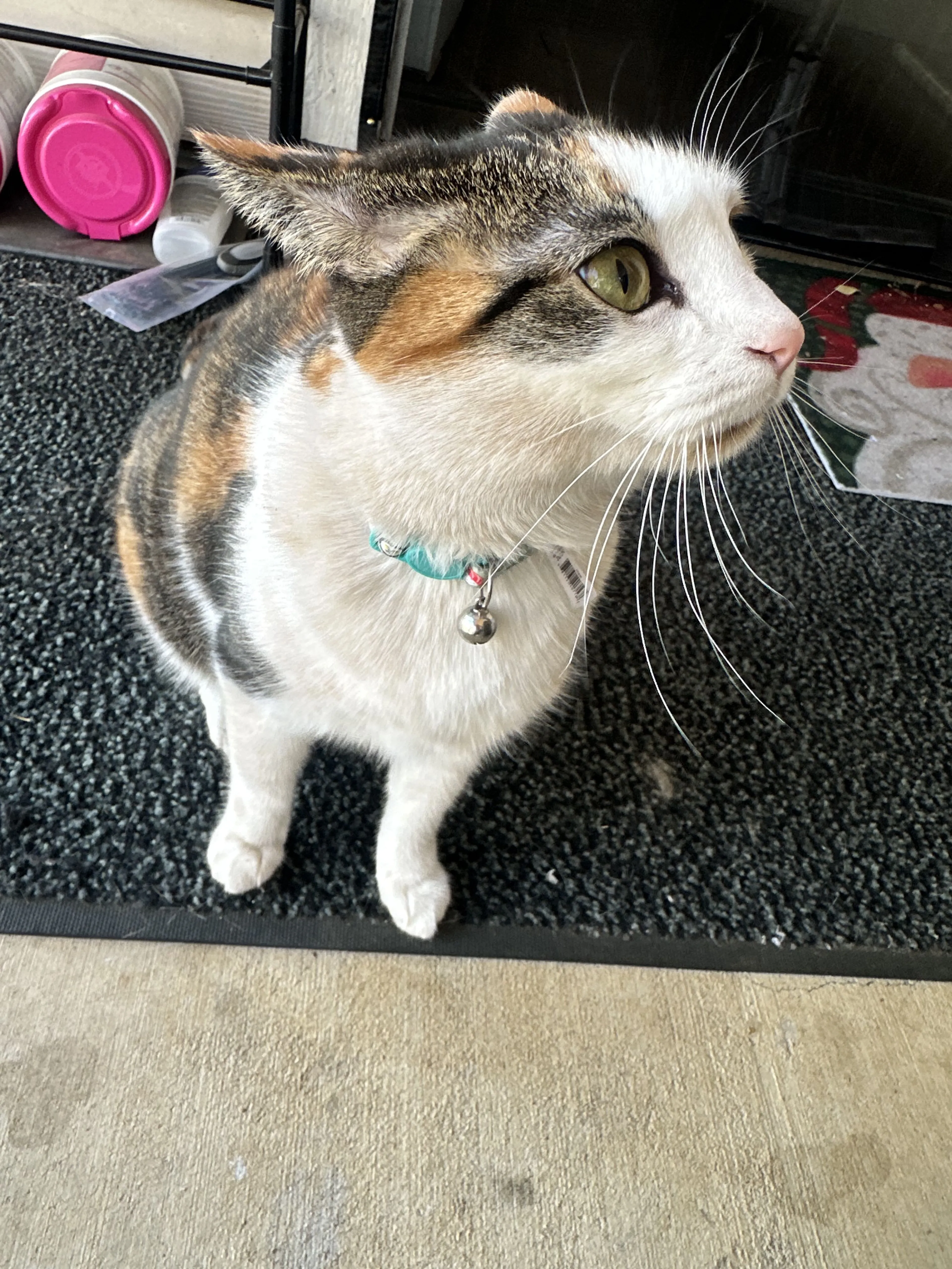 Lost pet-0