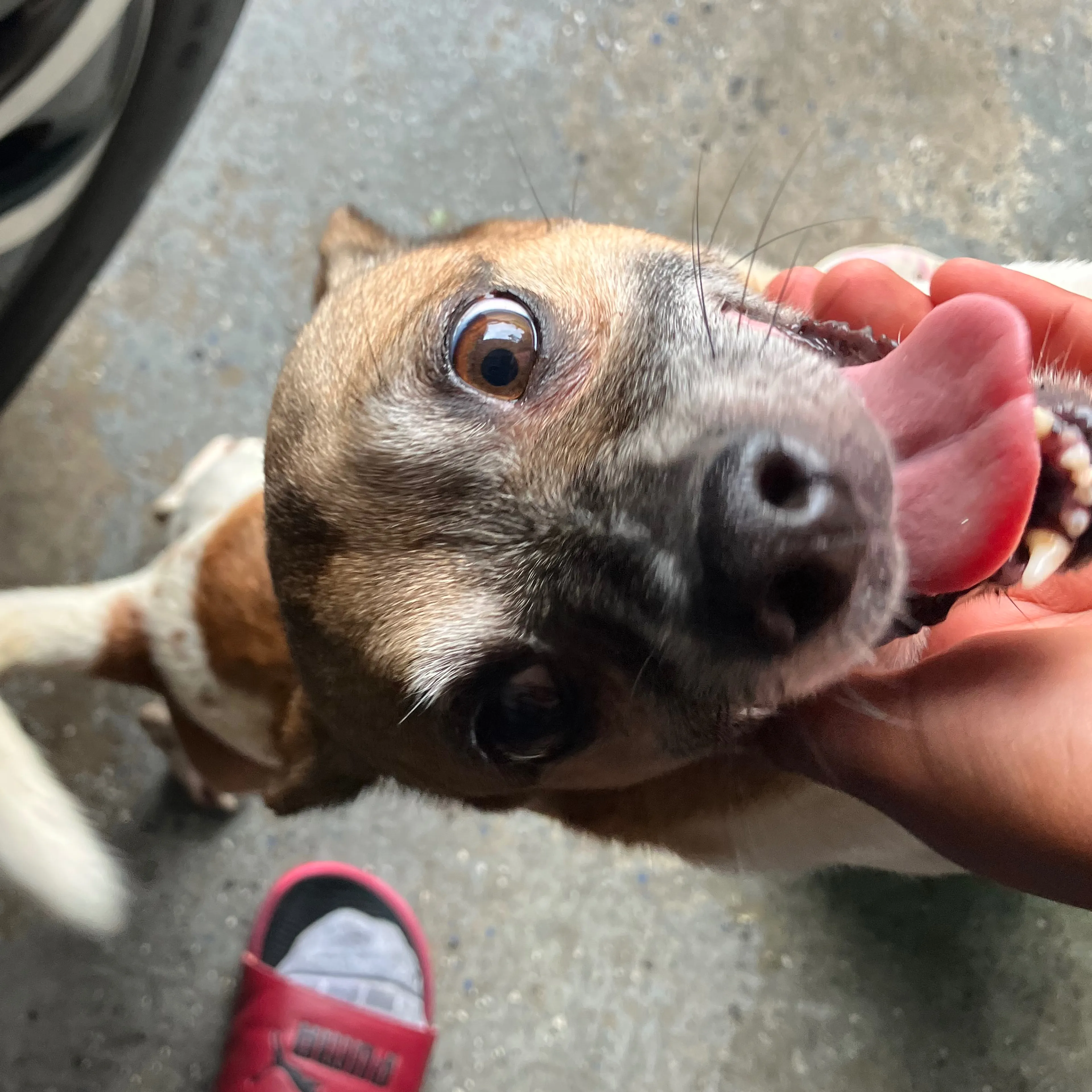 Found pet-1
