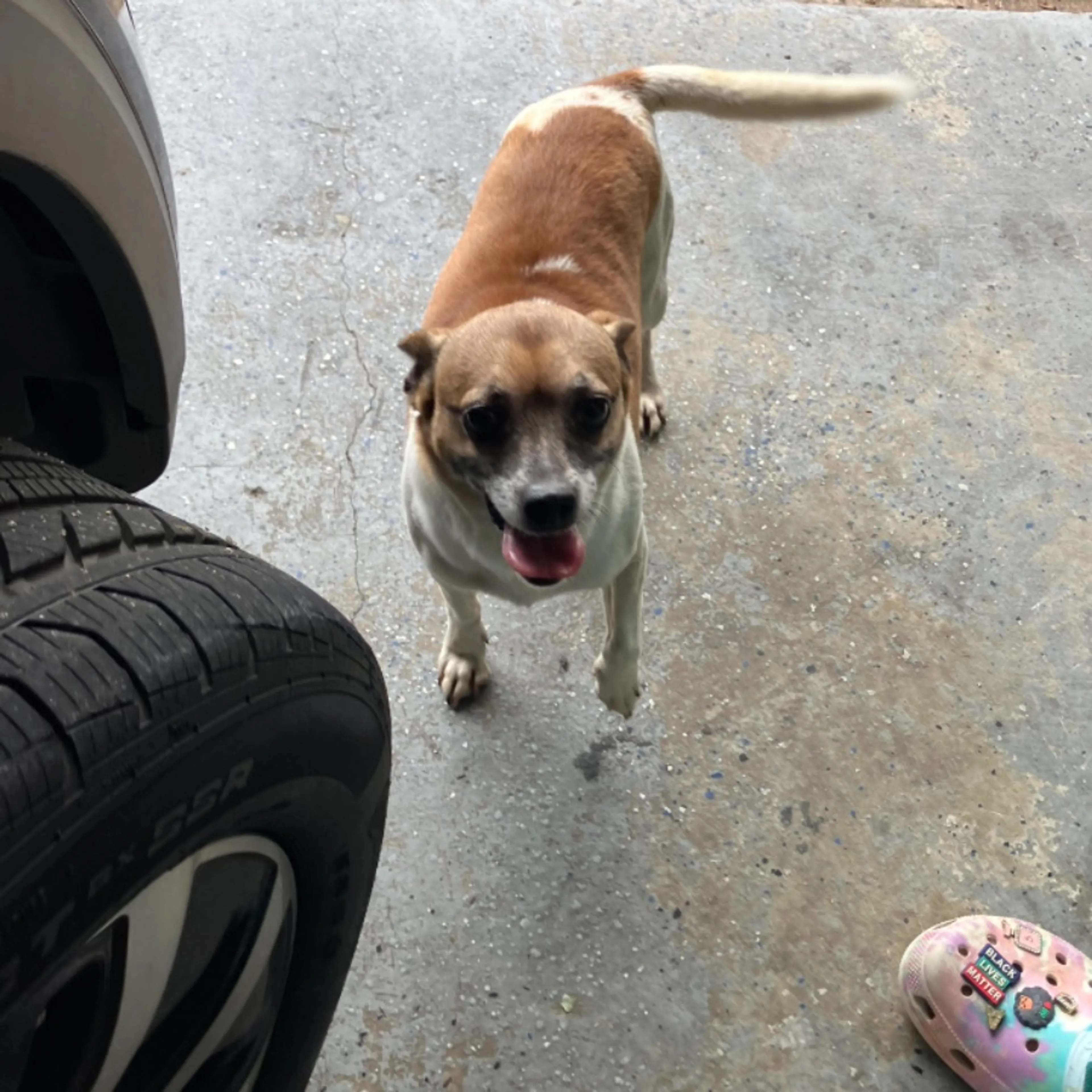 Found pet-0