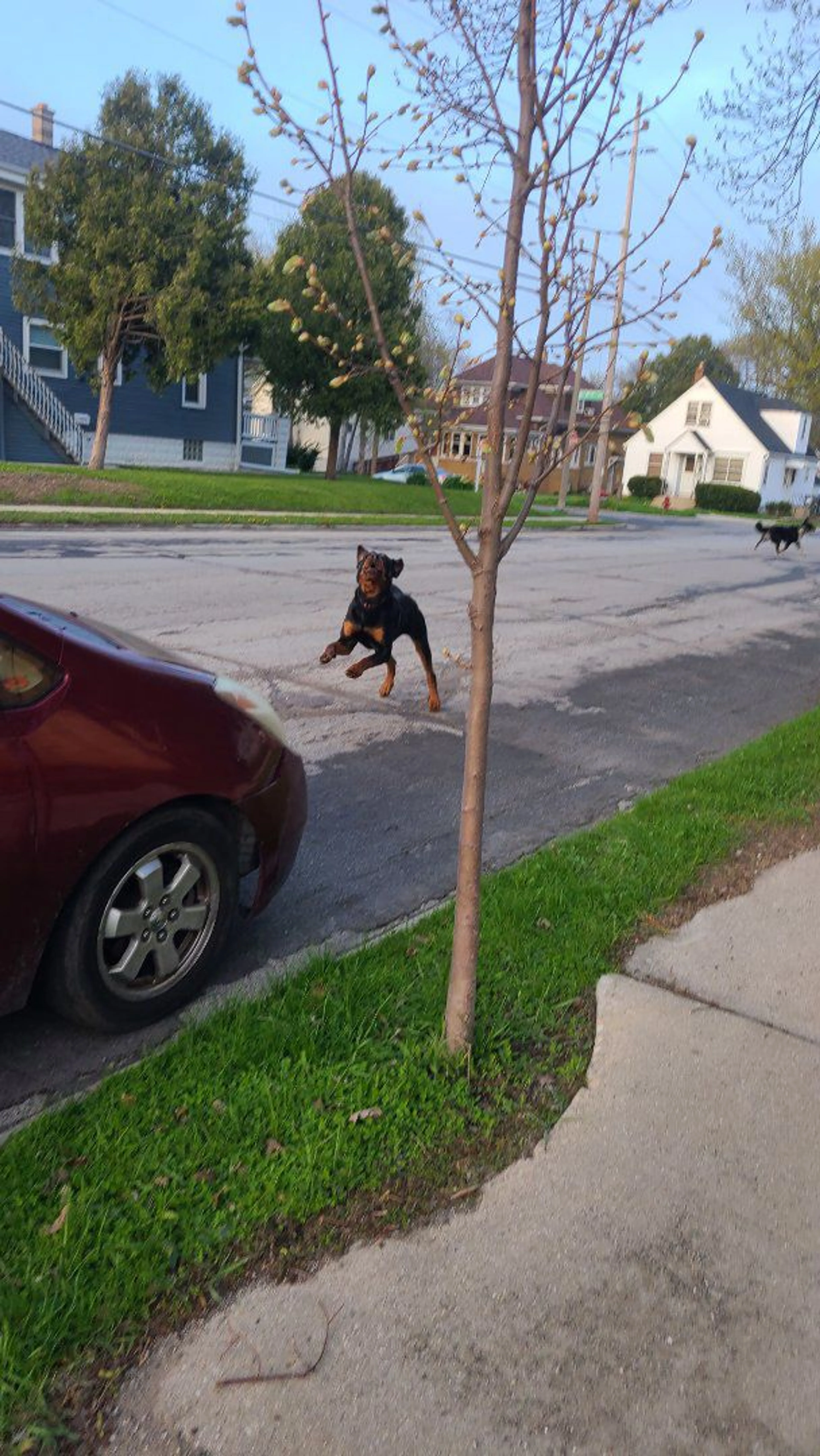 Lost pet-2