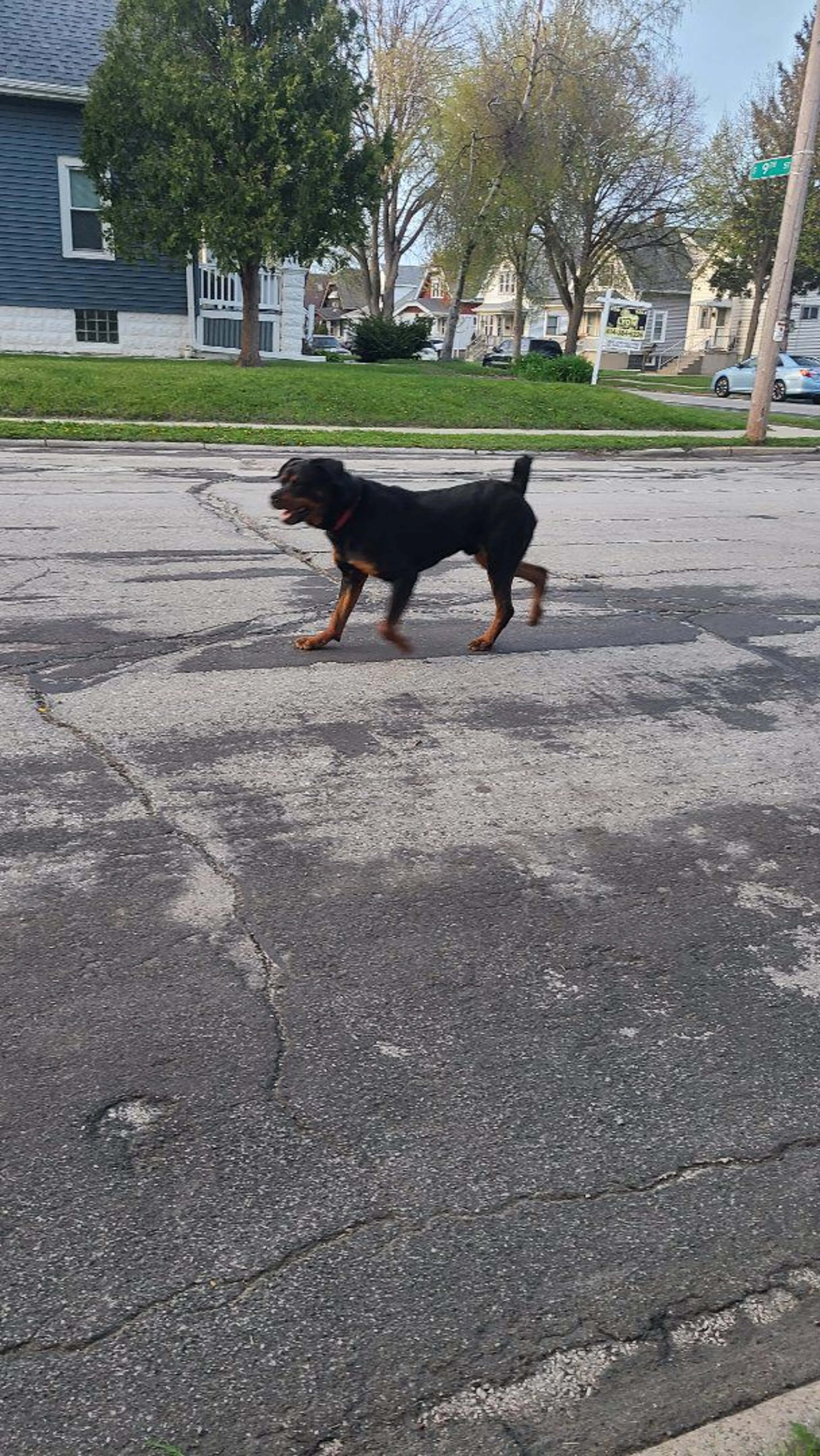 Lost pet-0