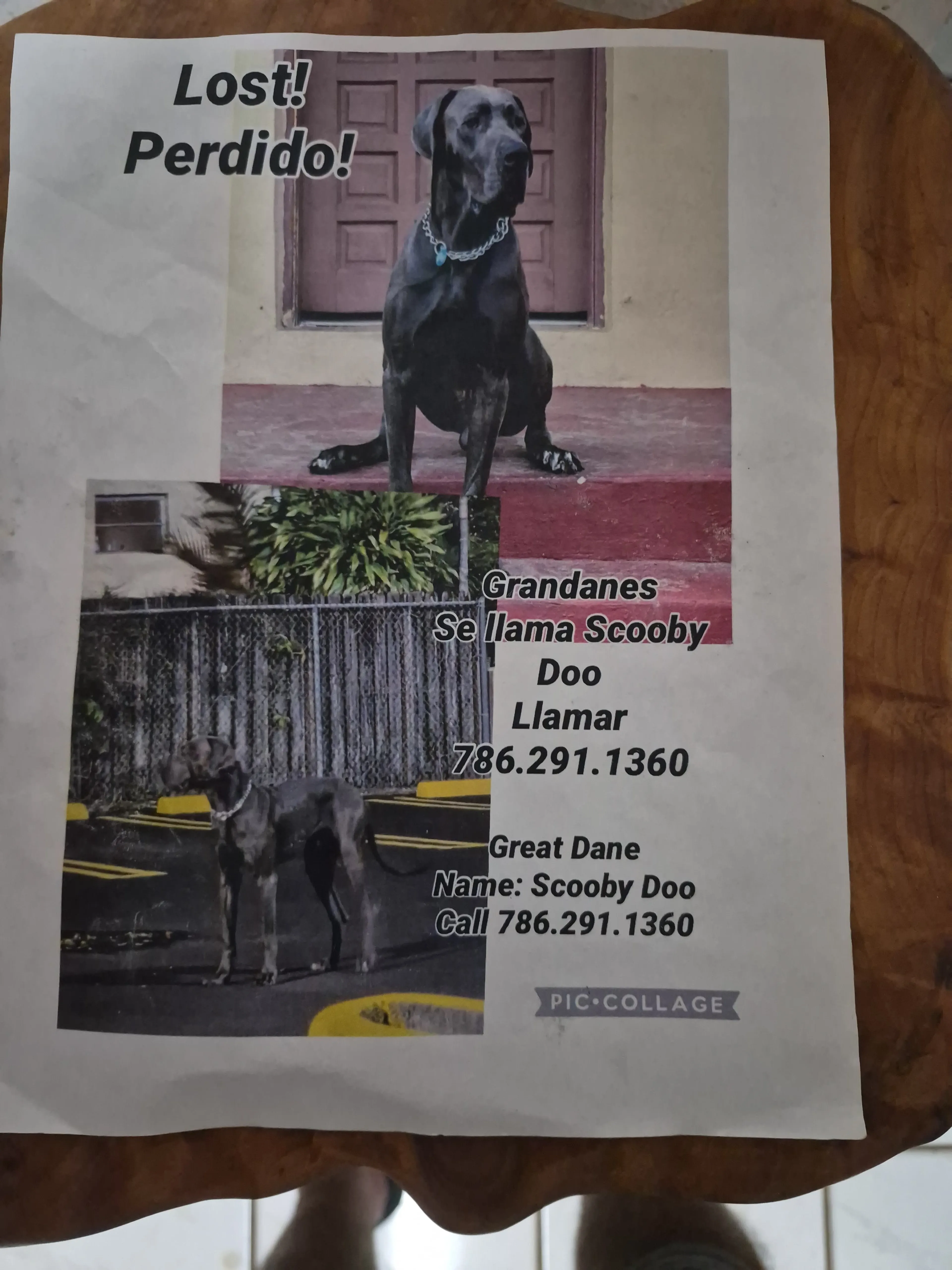 Lost pet