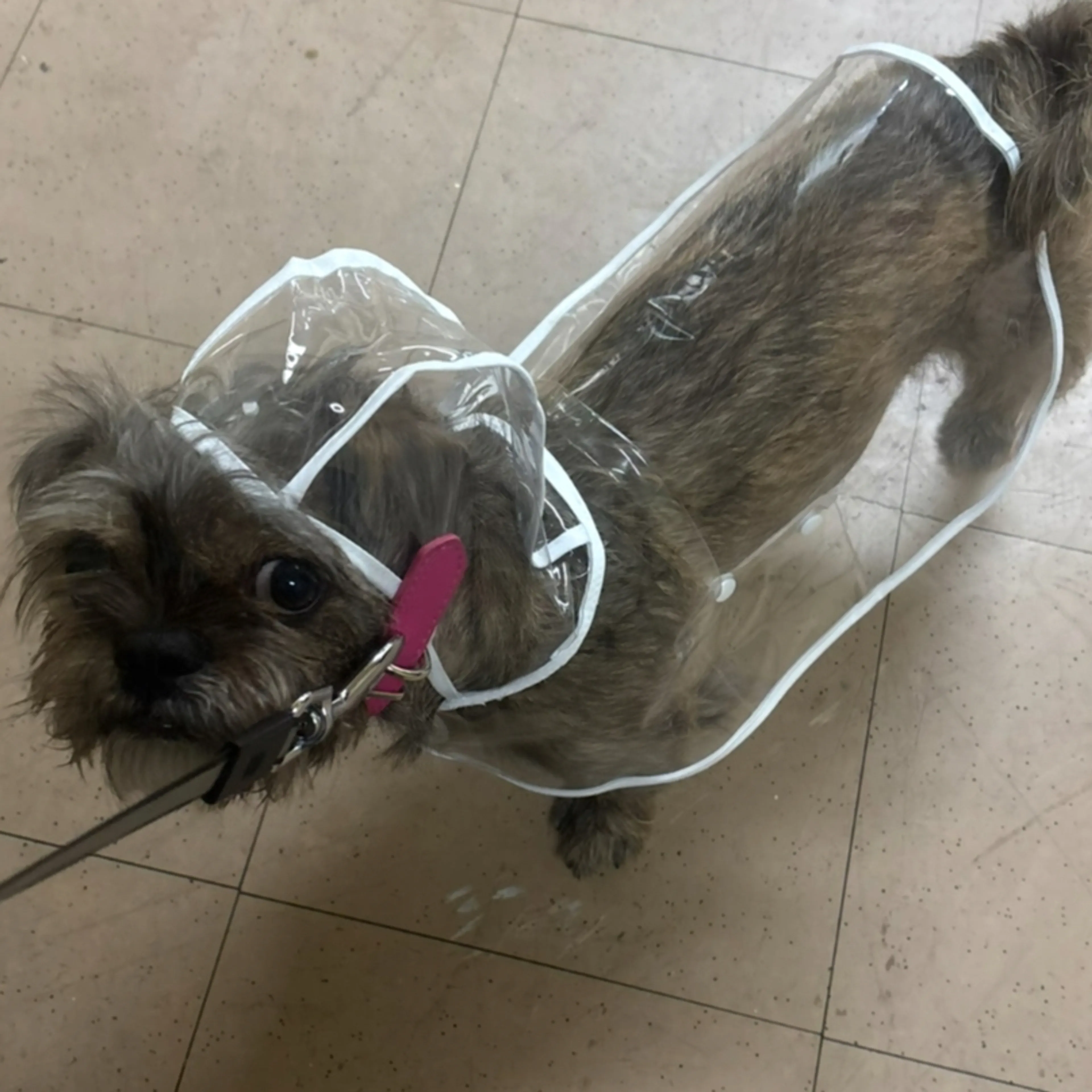 Lost pet-1