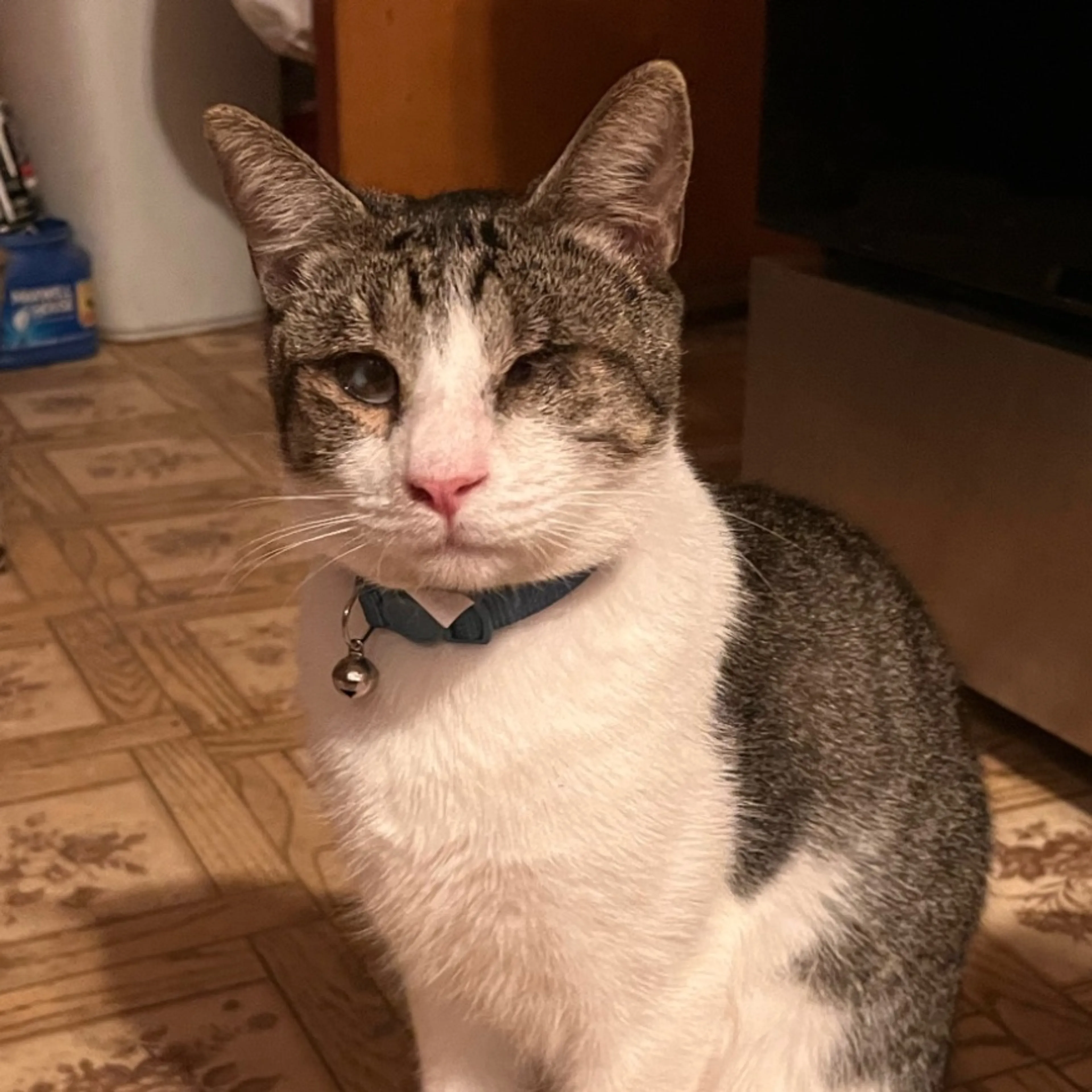 Lost pet