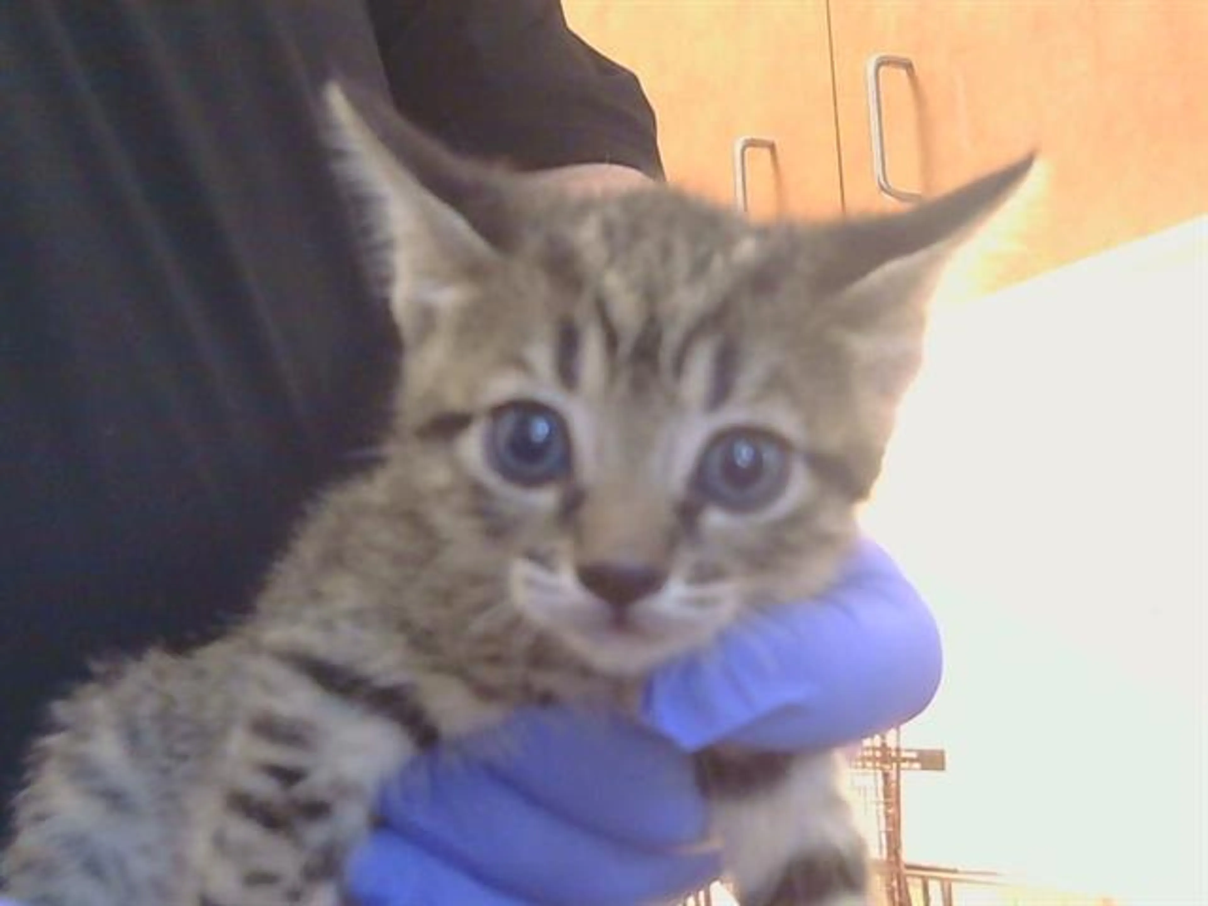 Found pet