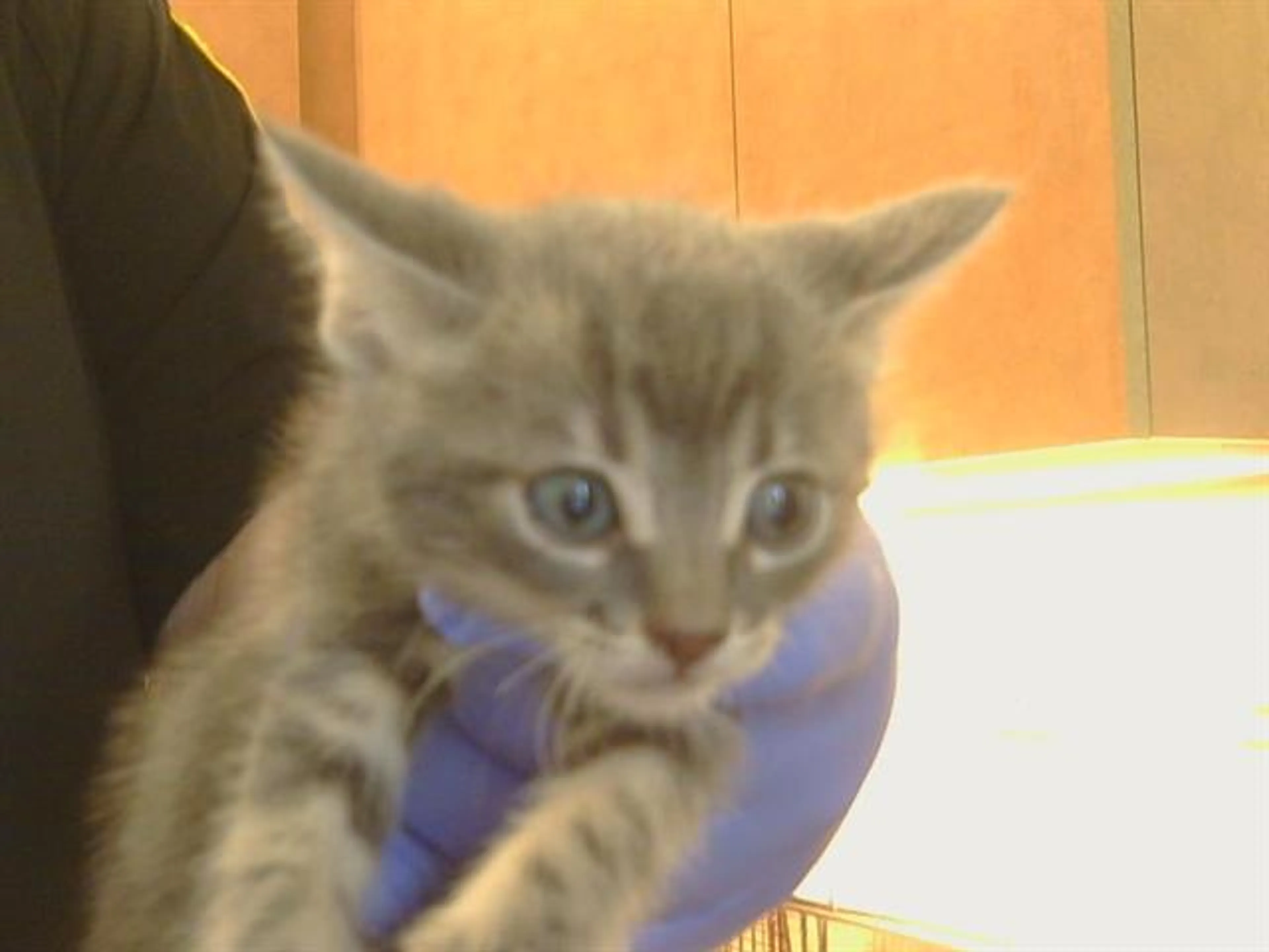 Found pet