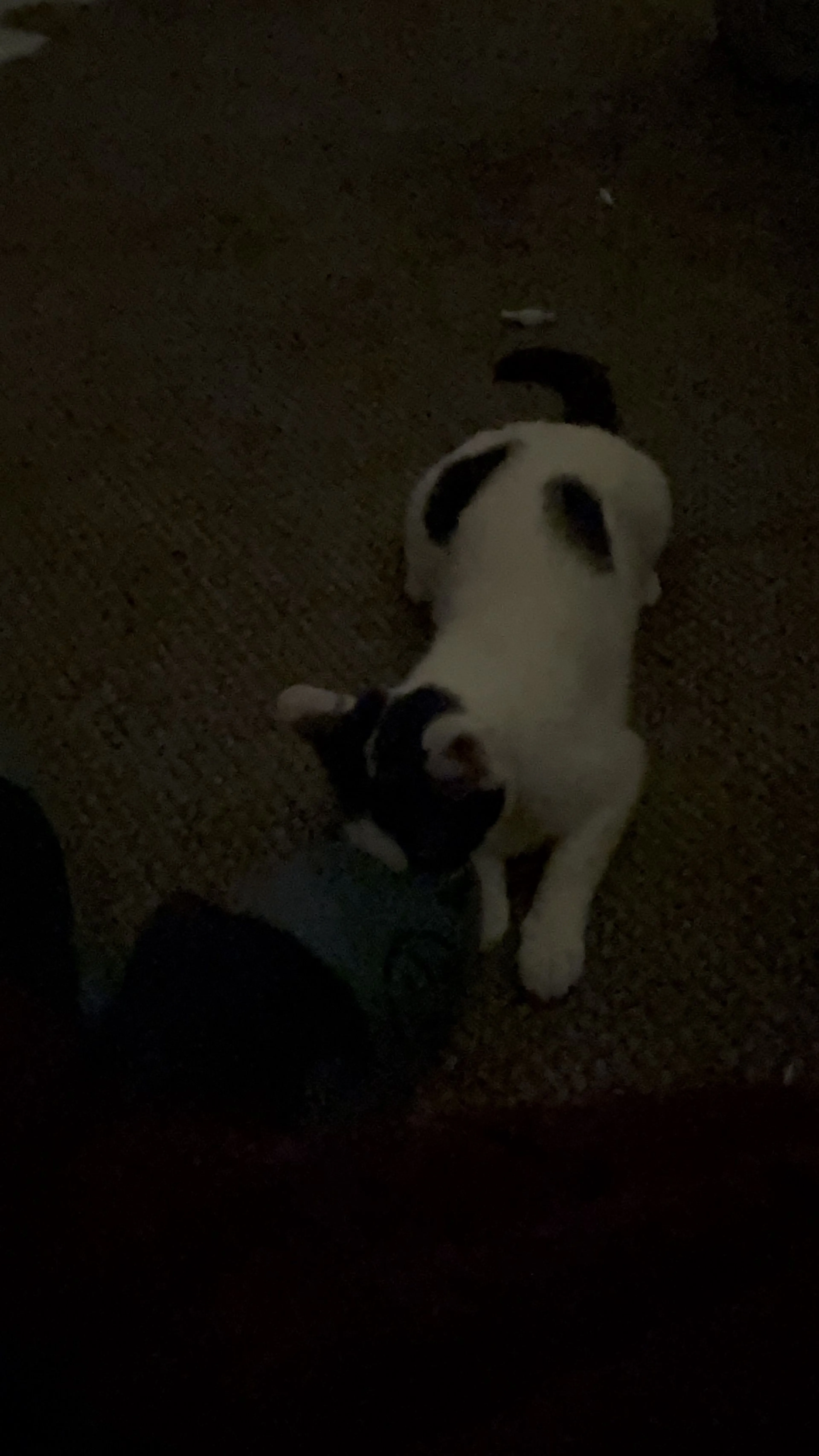 Lost pet-1