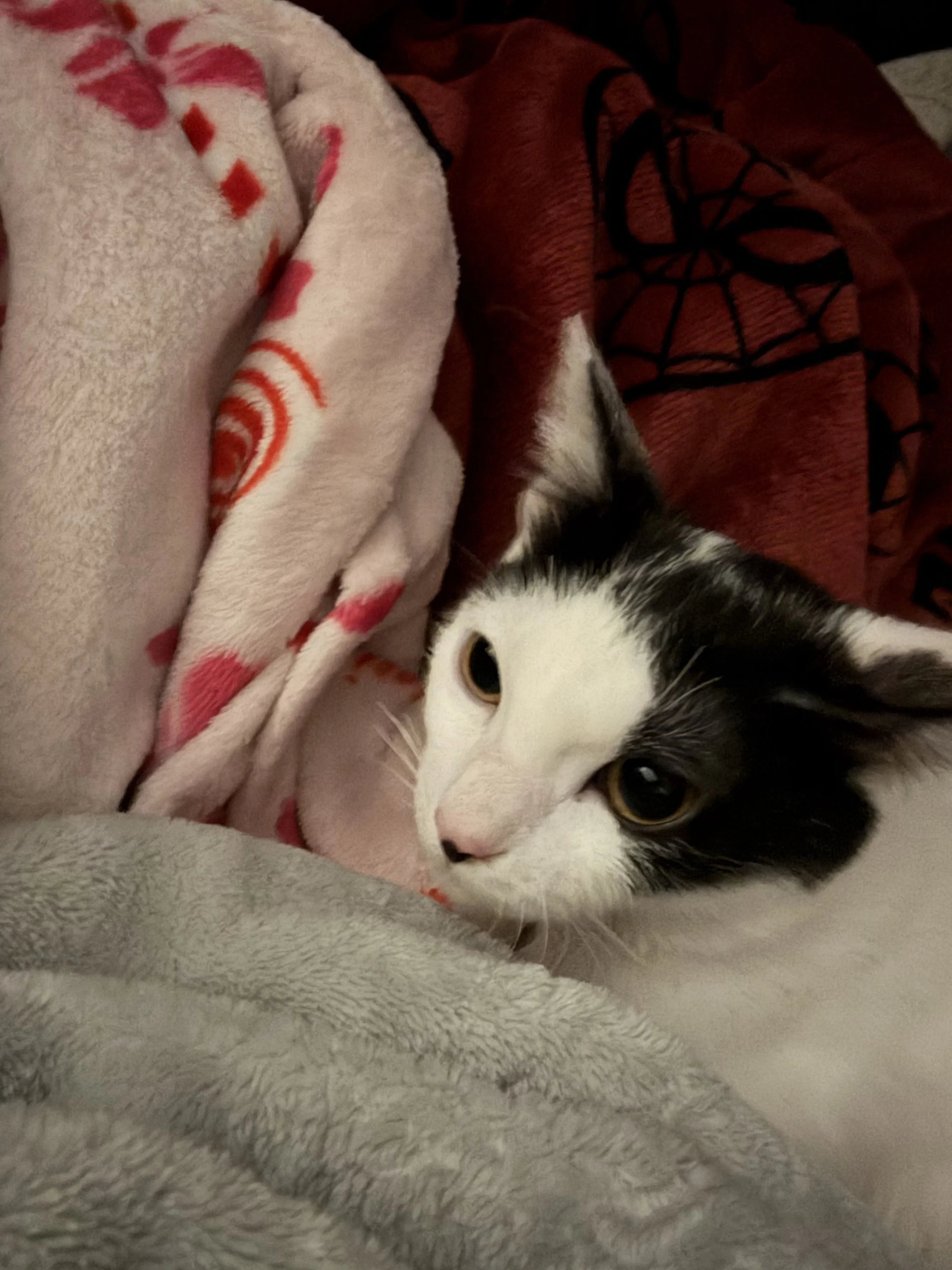 Lost pet-0