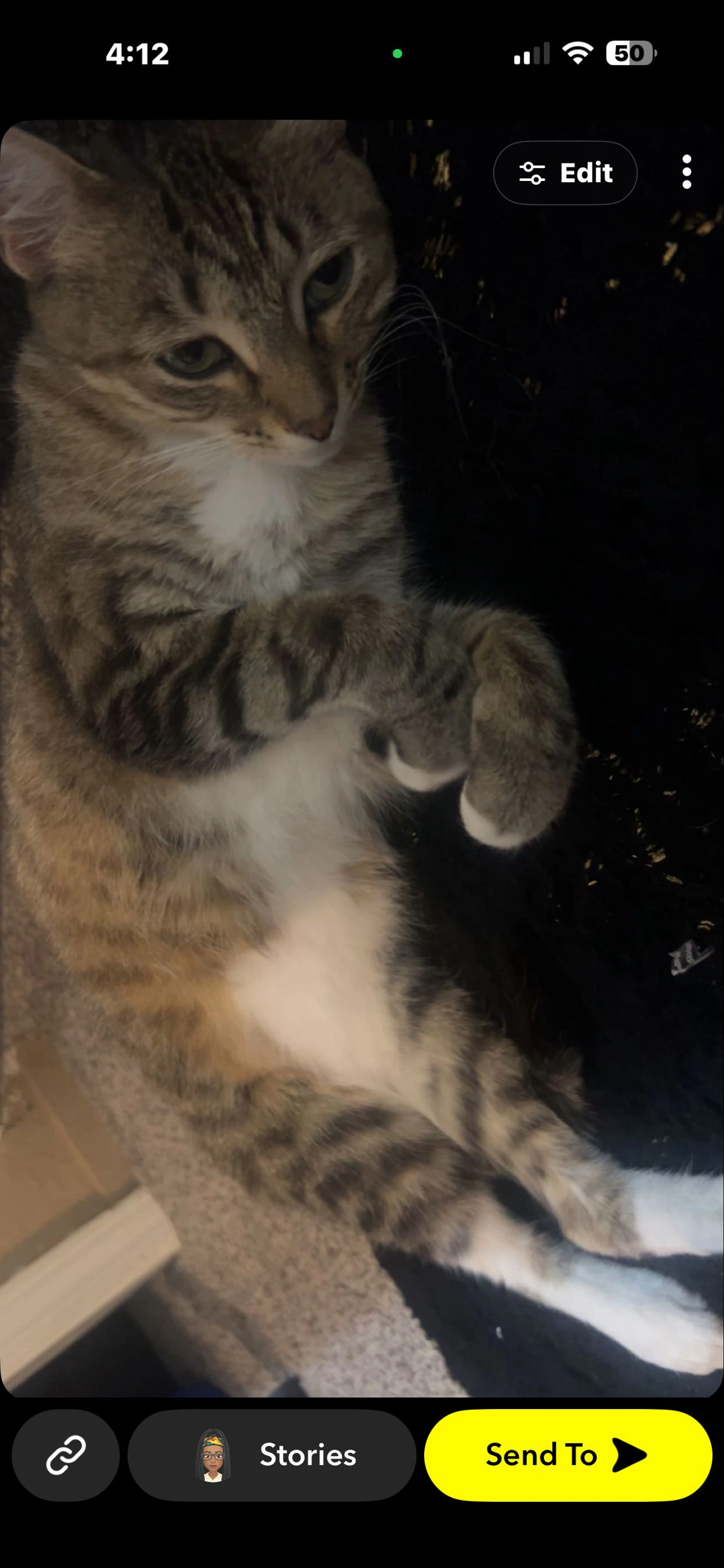 Lost pet-1