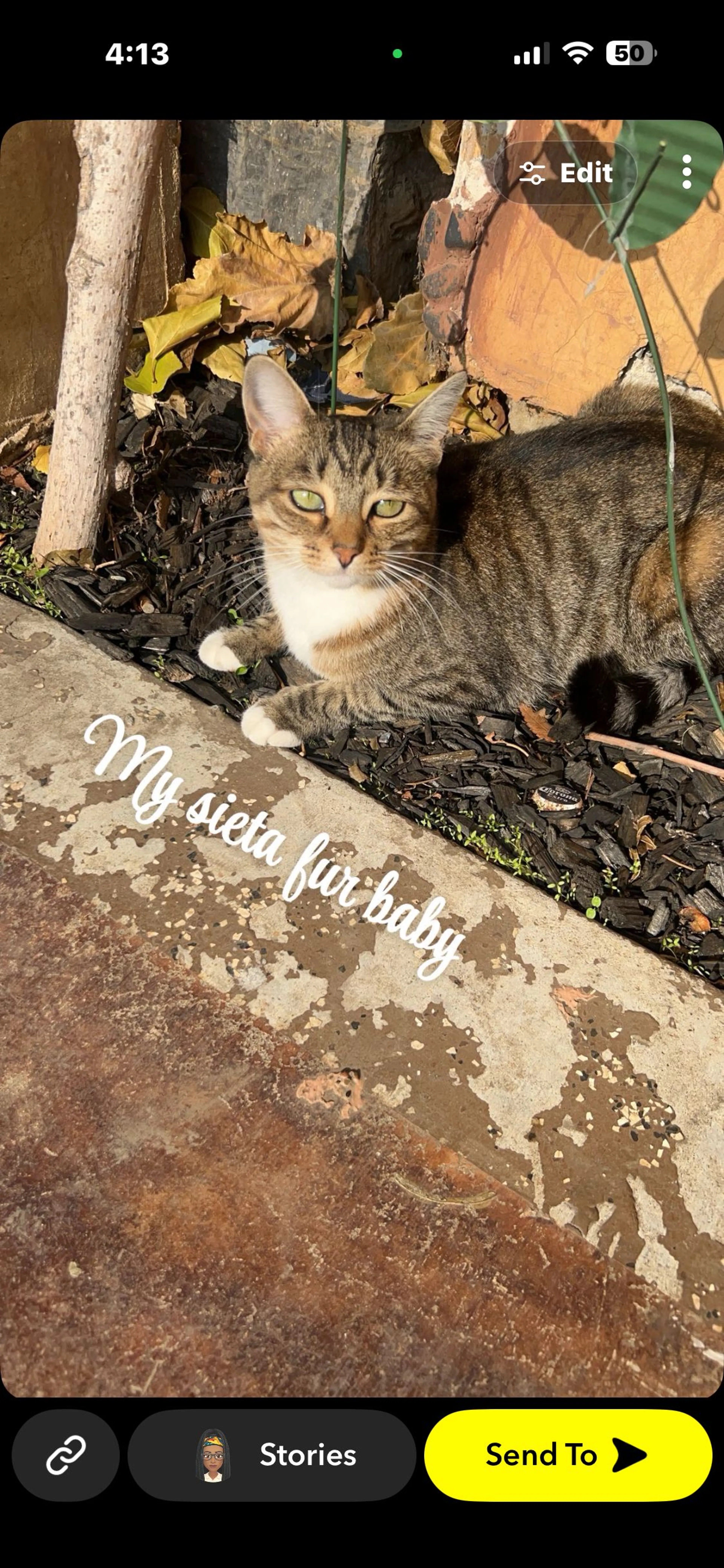 Lost pet-0