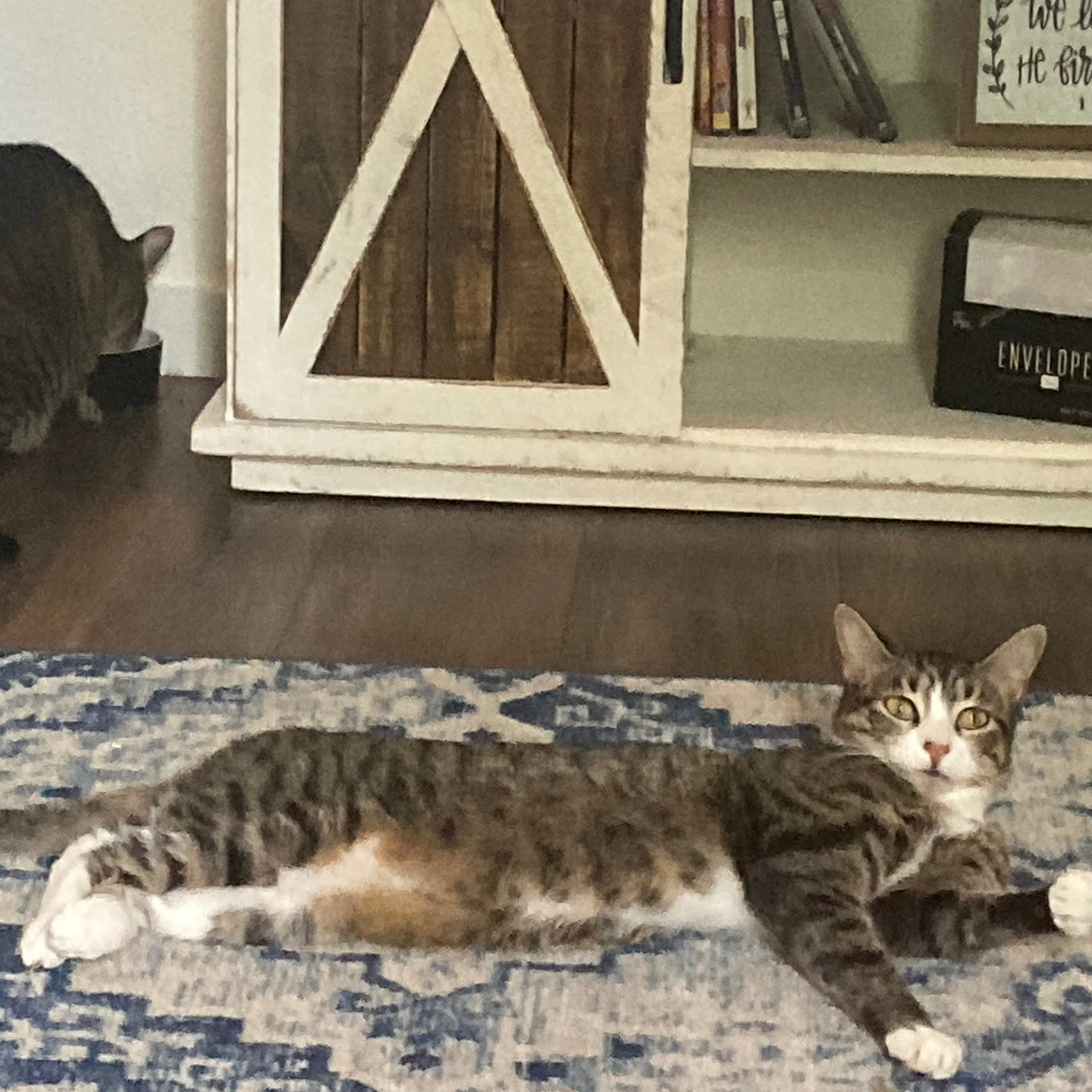 Lost pet-1