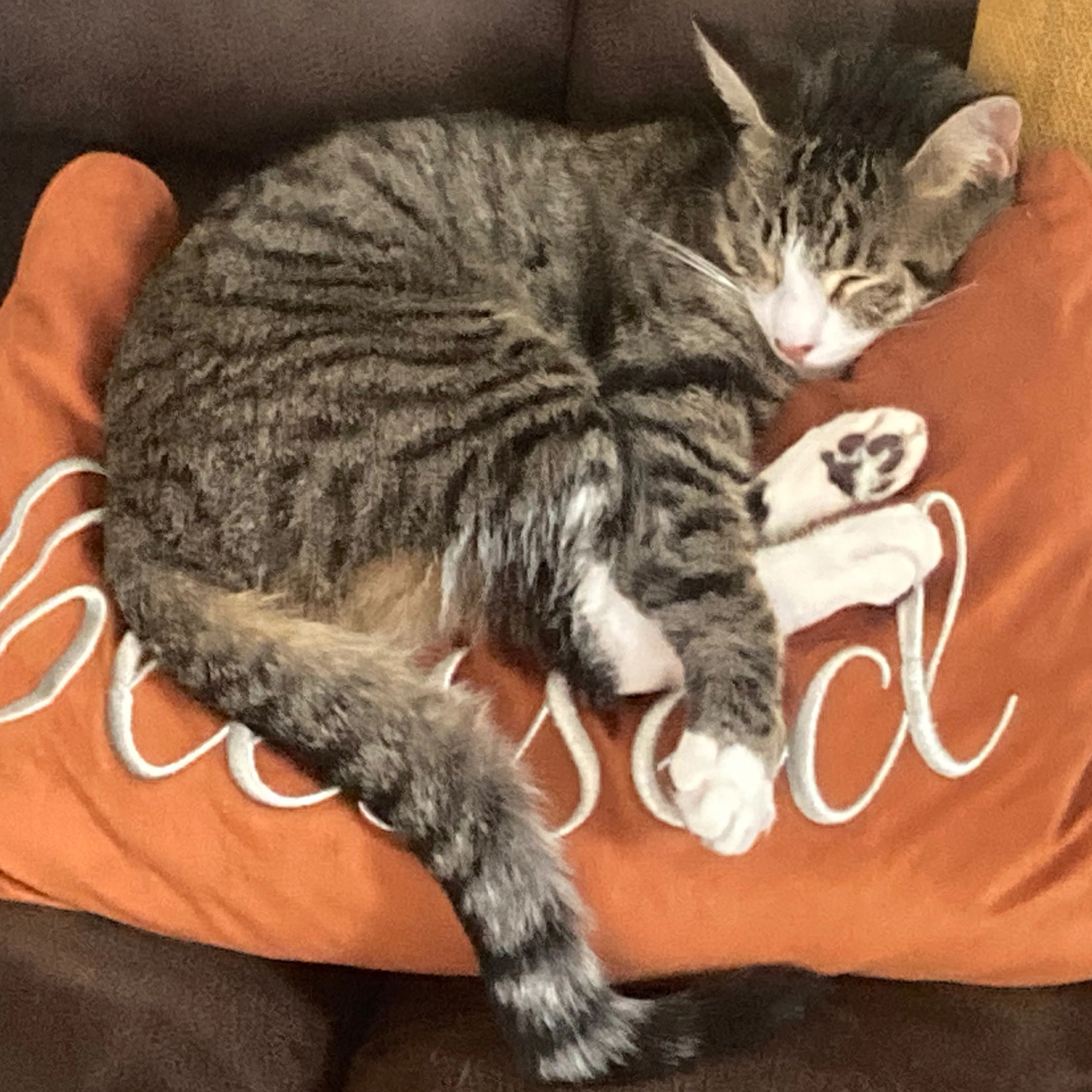 Lost pet-3