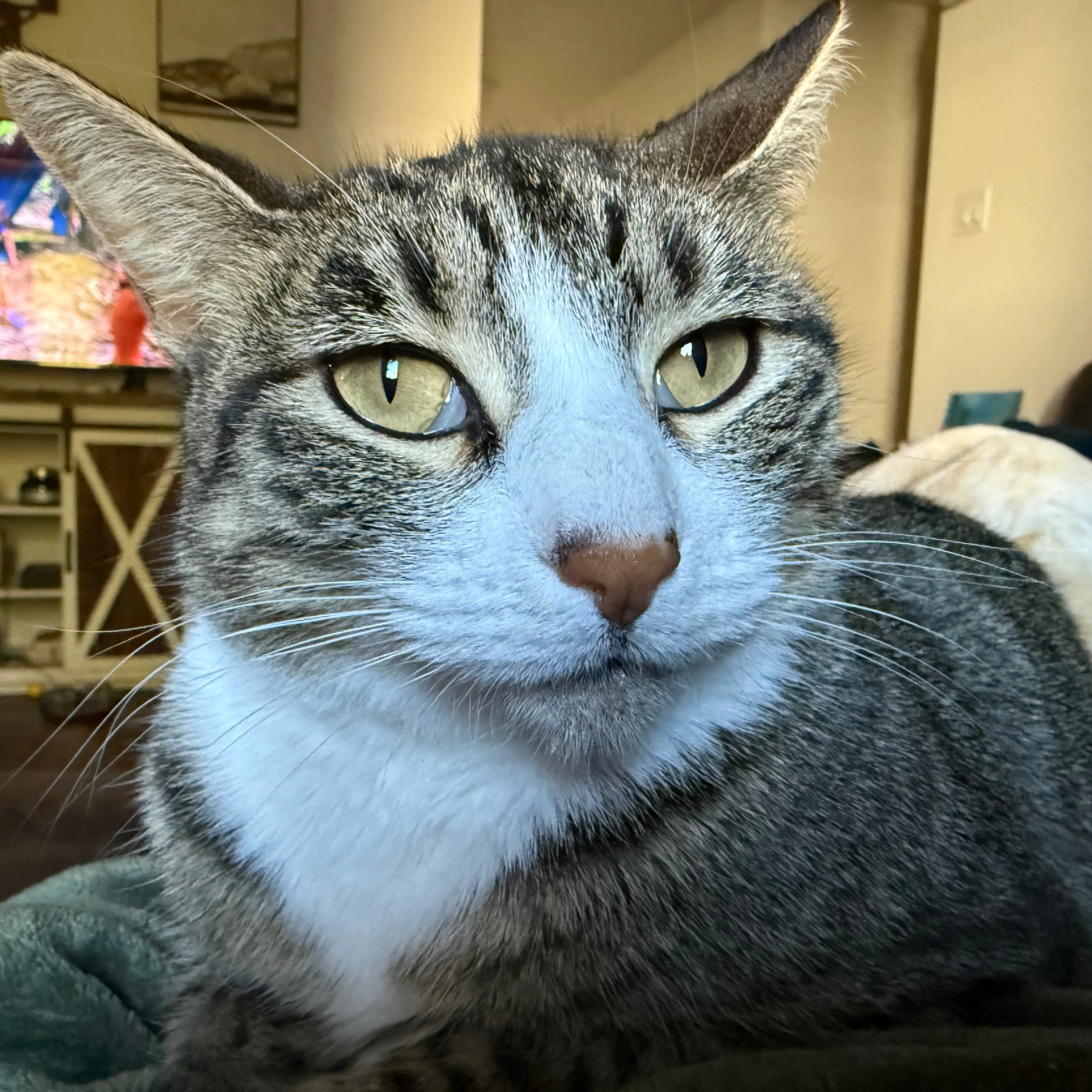Lost pet-2