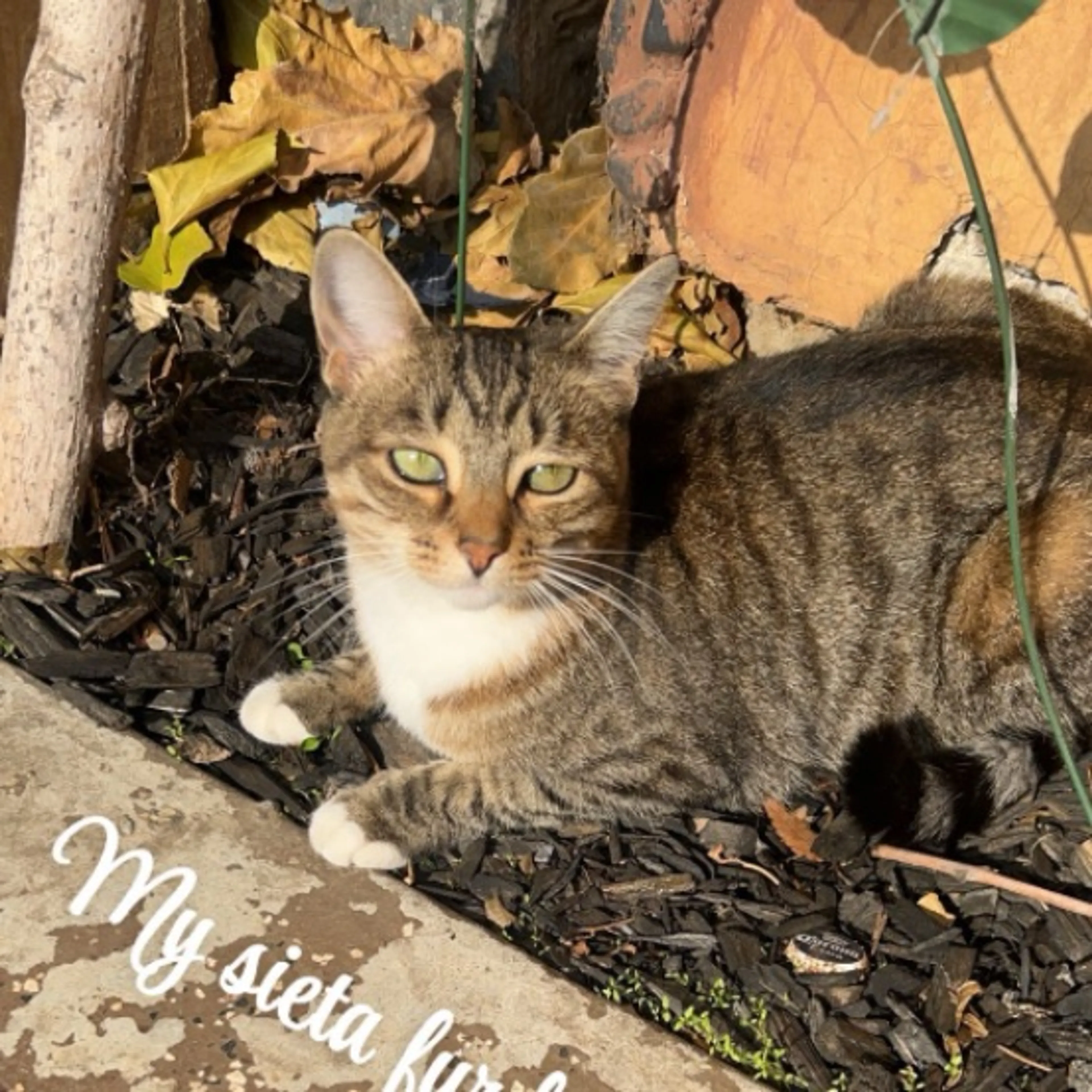 Lost pet