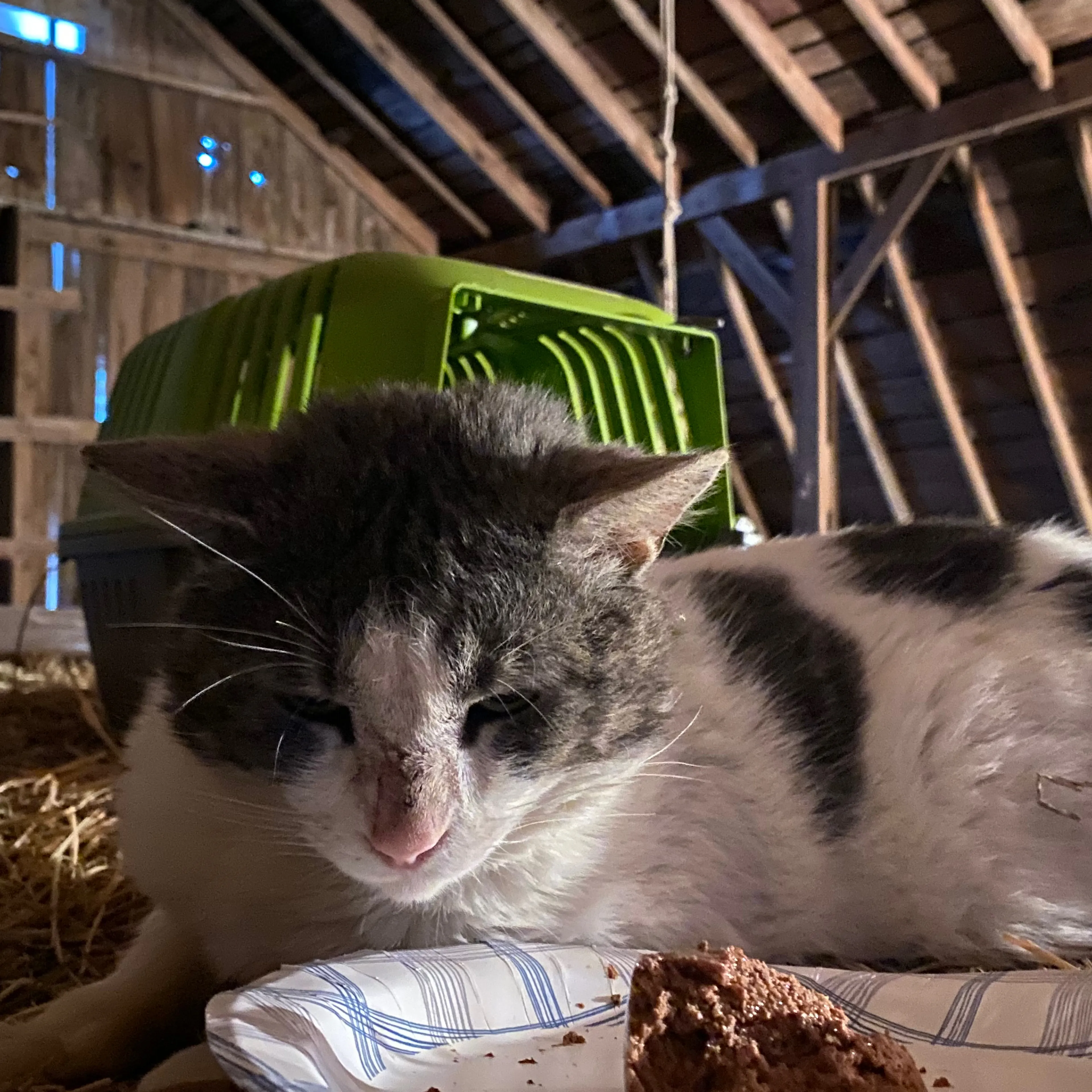 Found pet-2