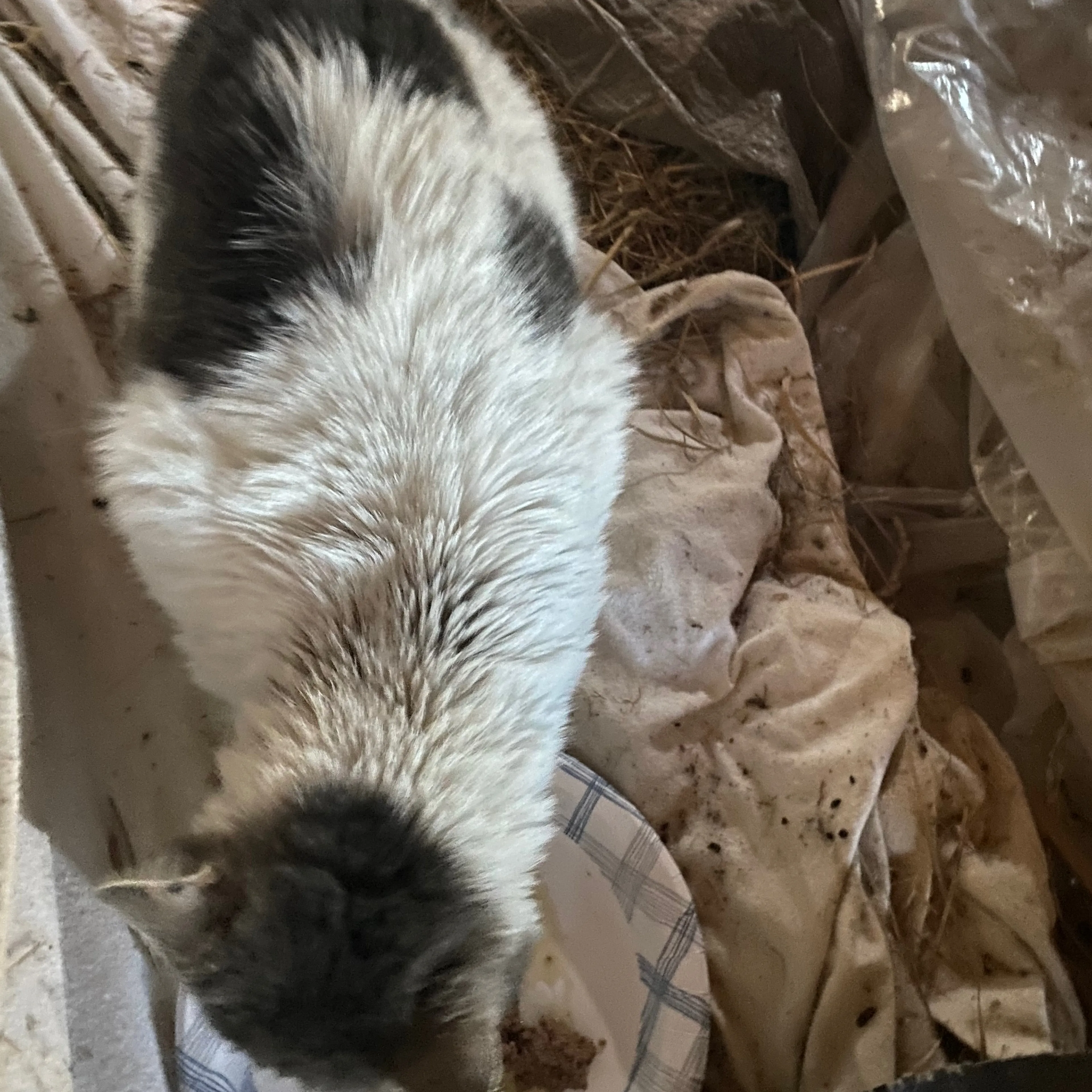 Found pet-1
