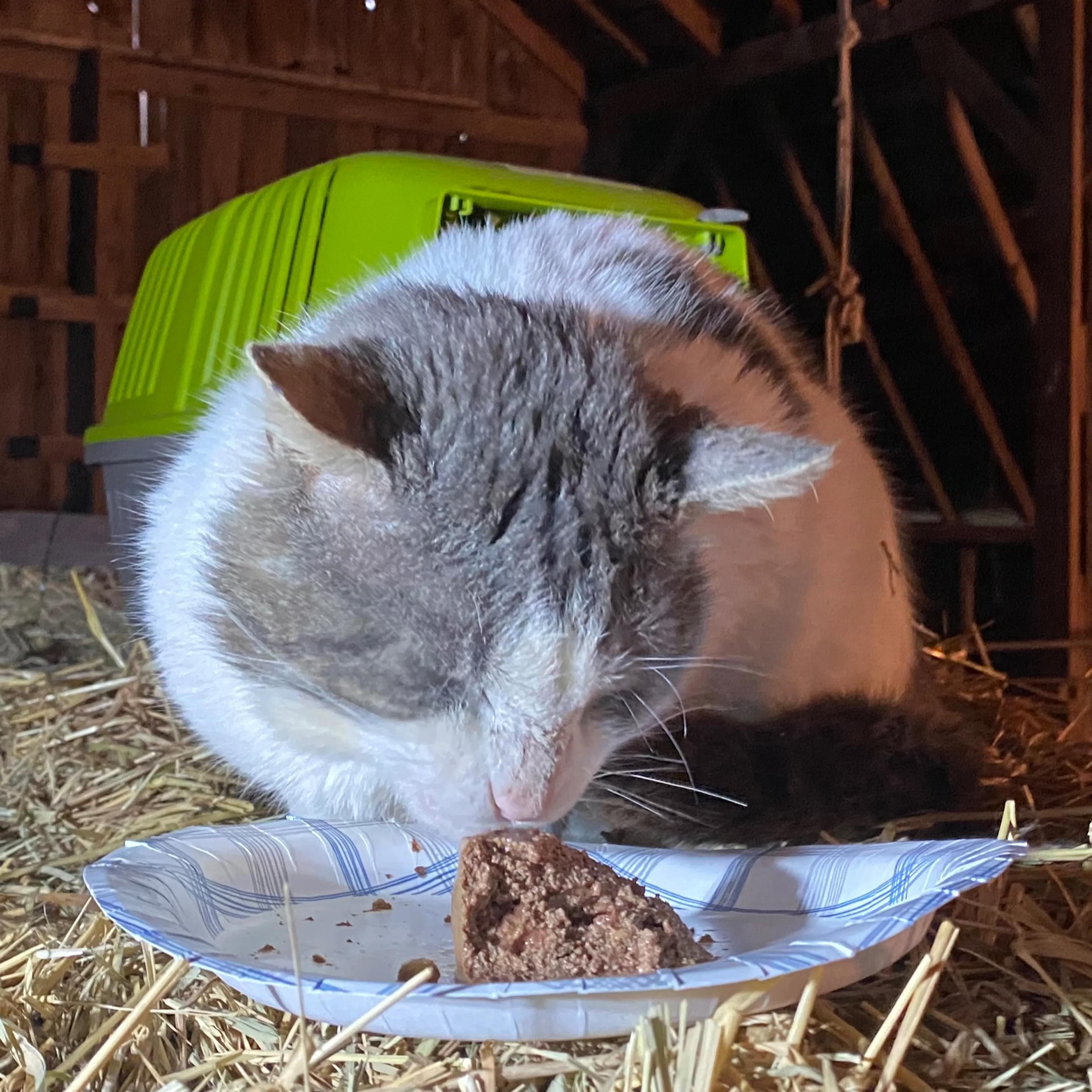 Found pet-0