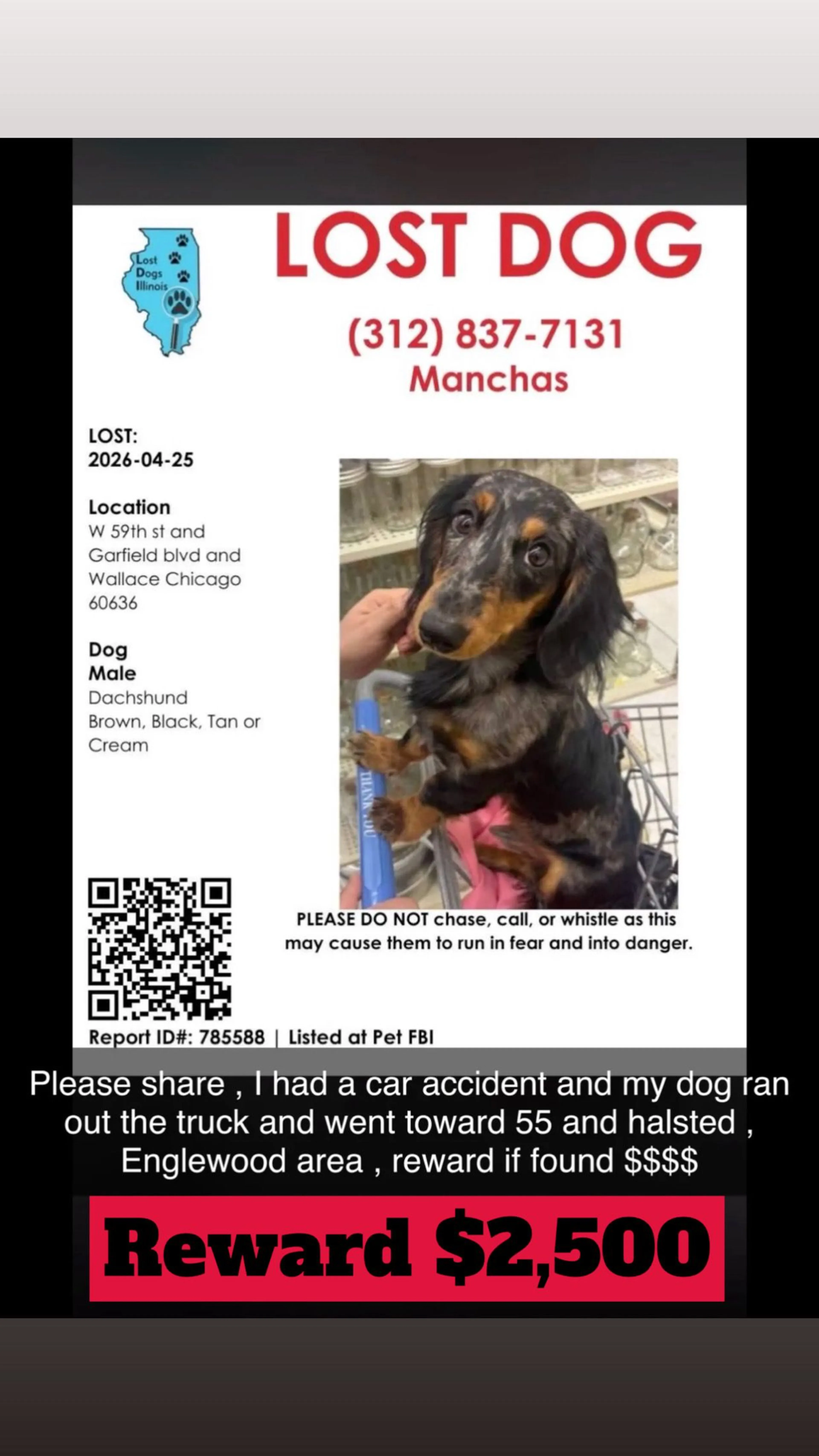 Lost pet