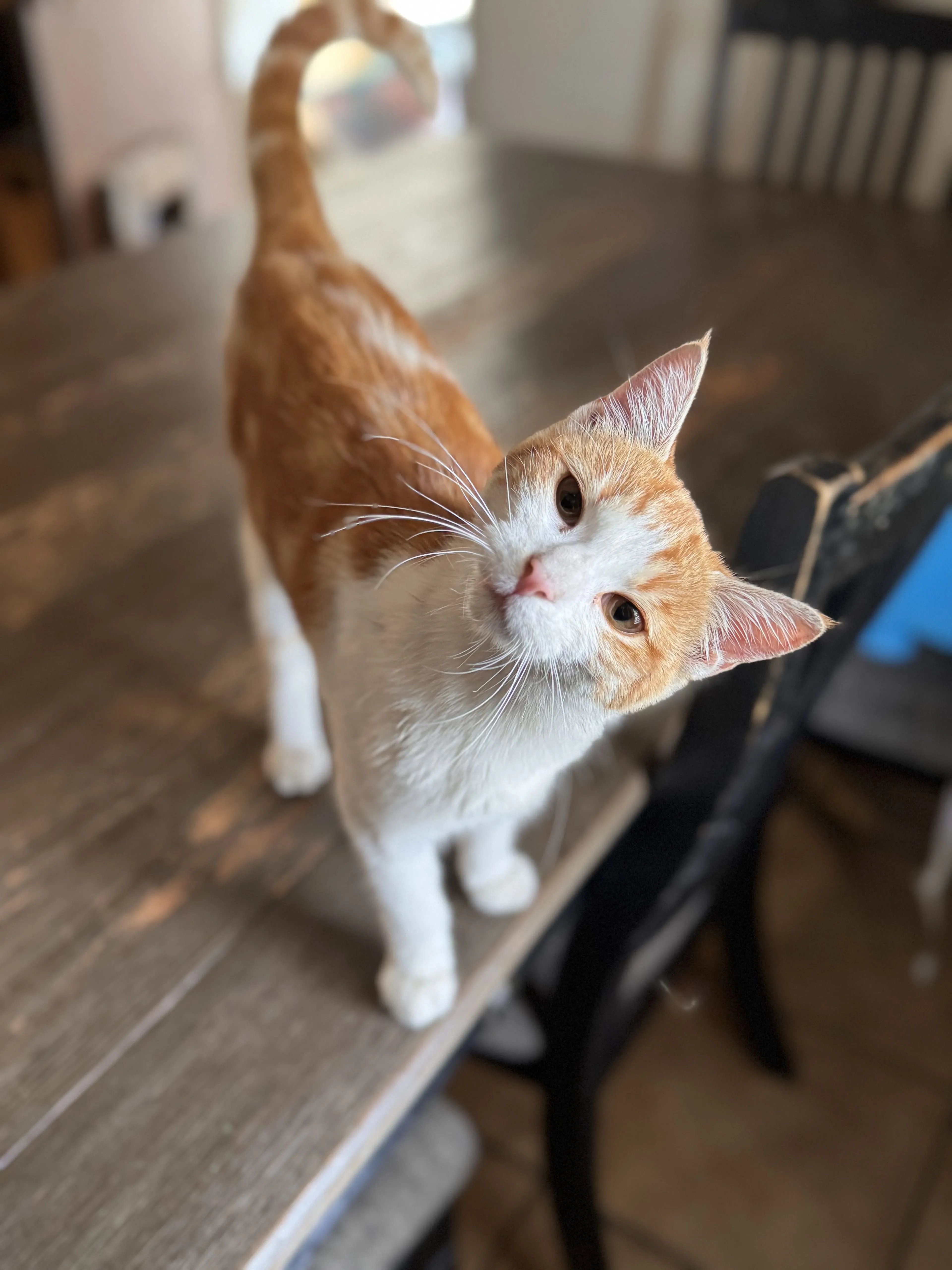 Lost pet