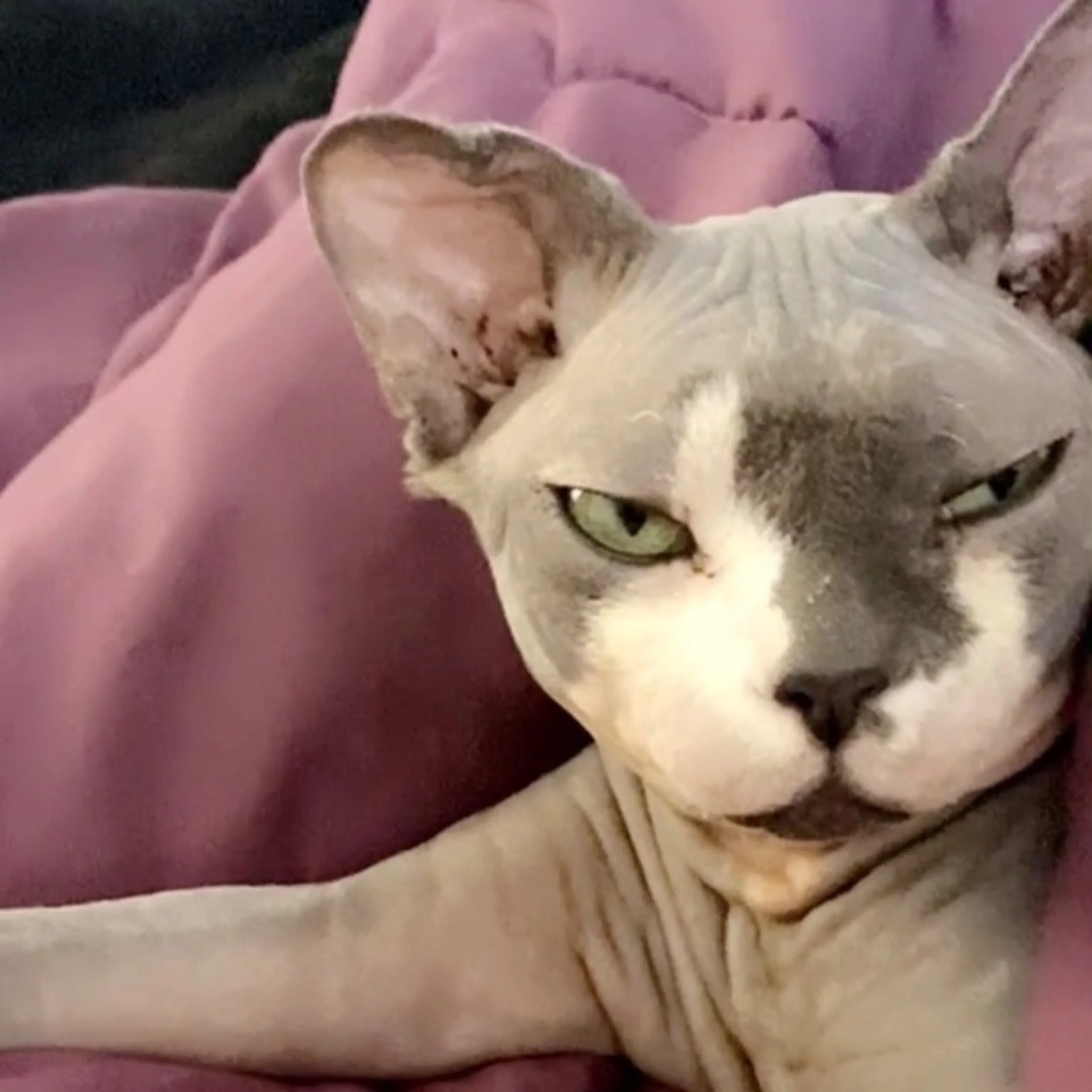 Lost pet