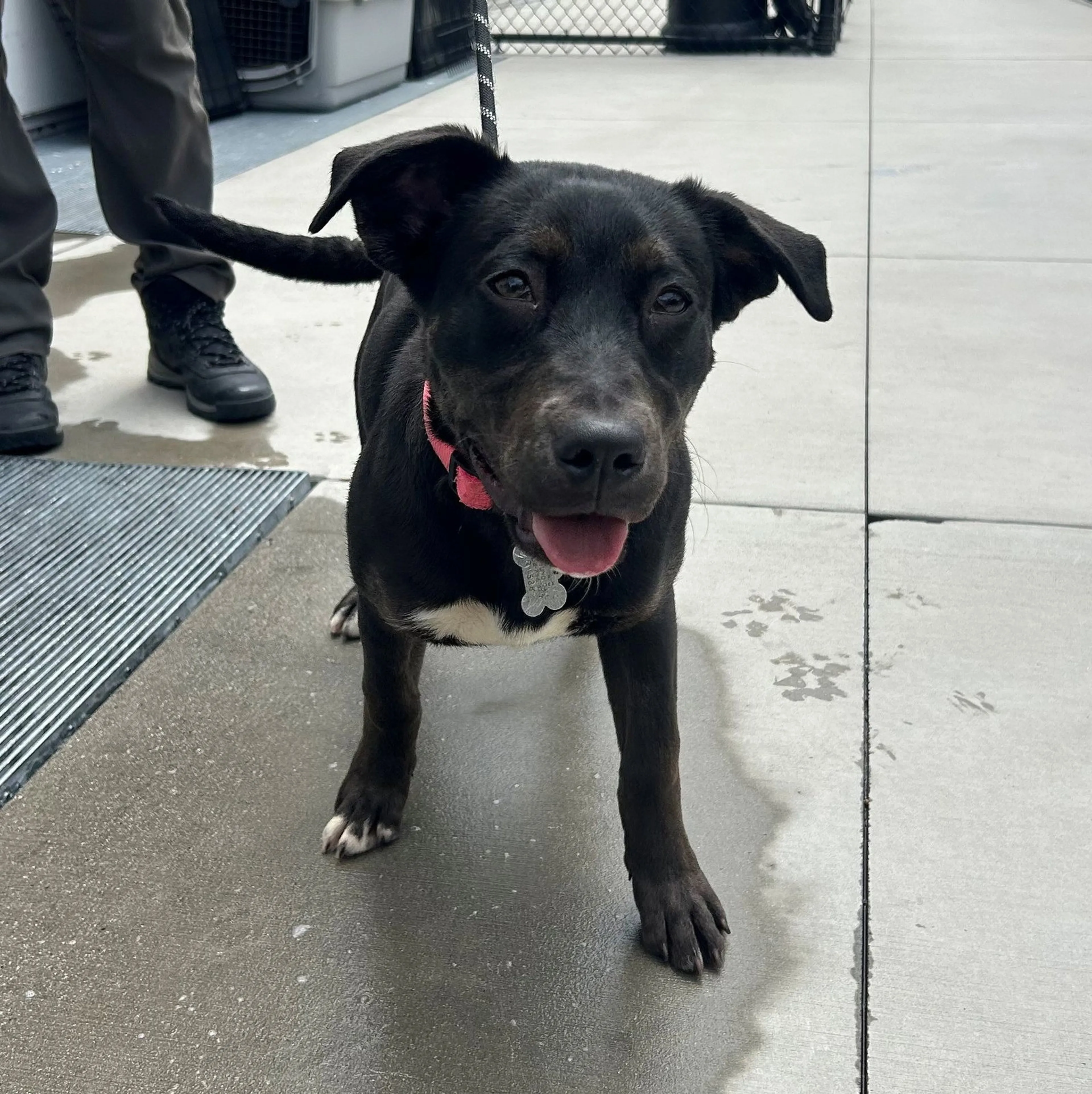 Found pet