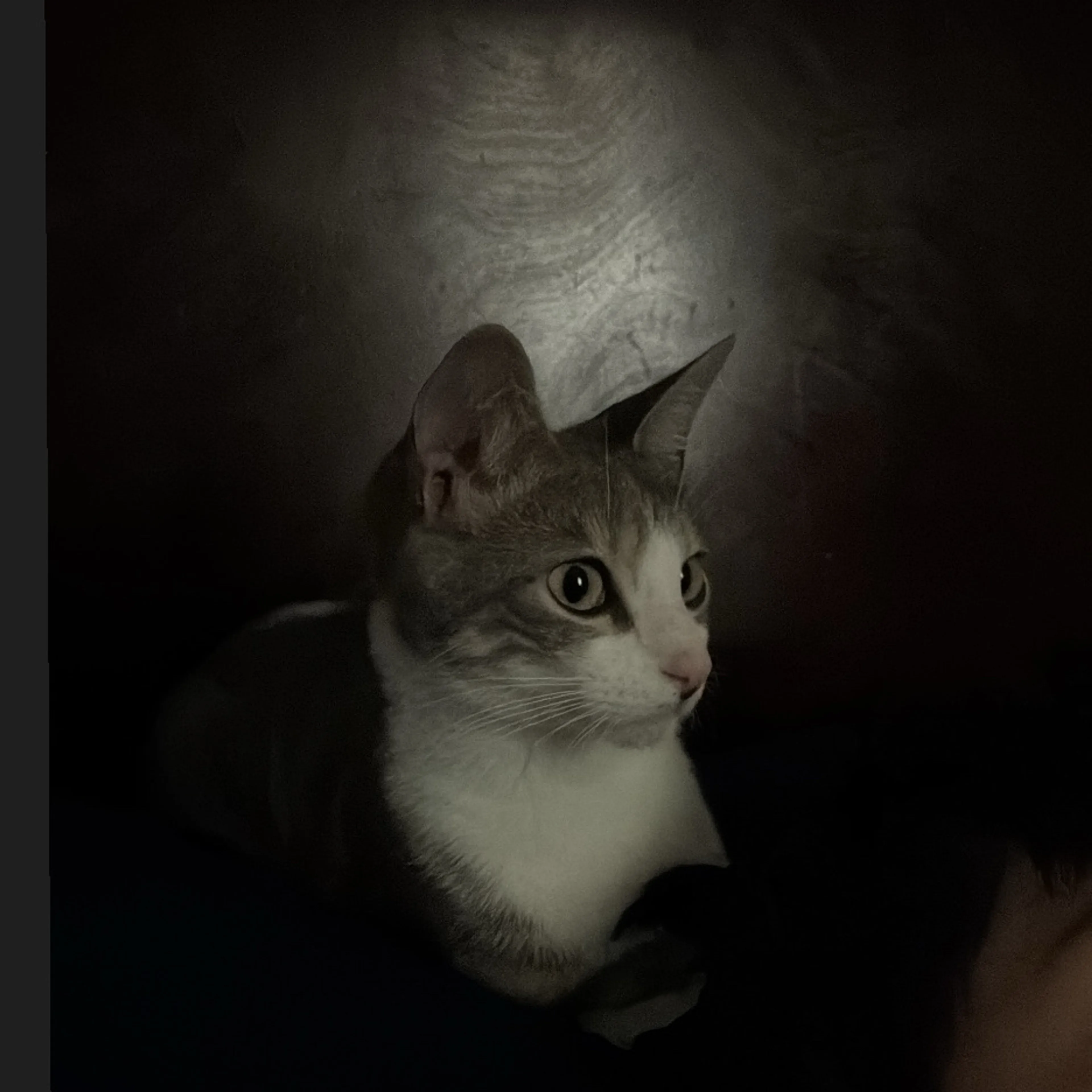 Lost pet-2