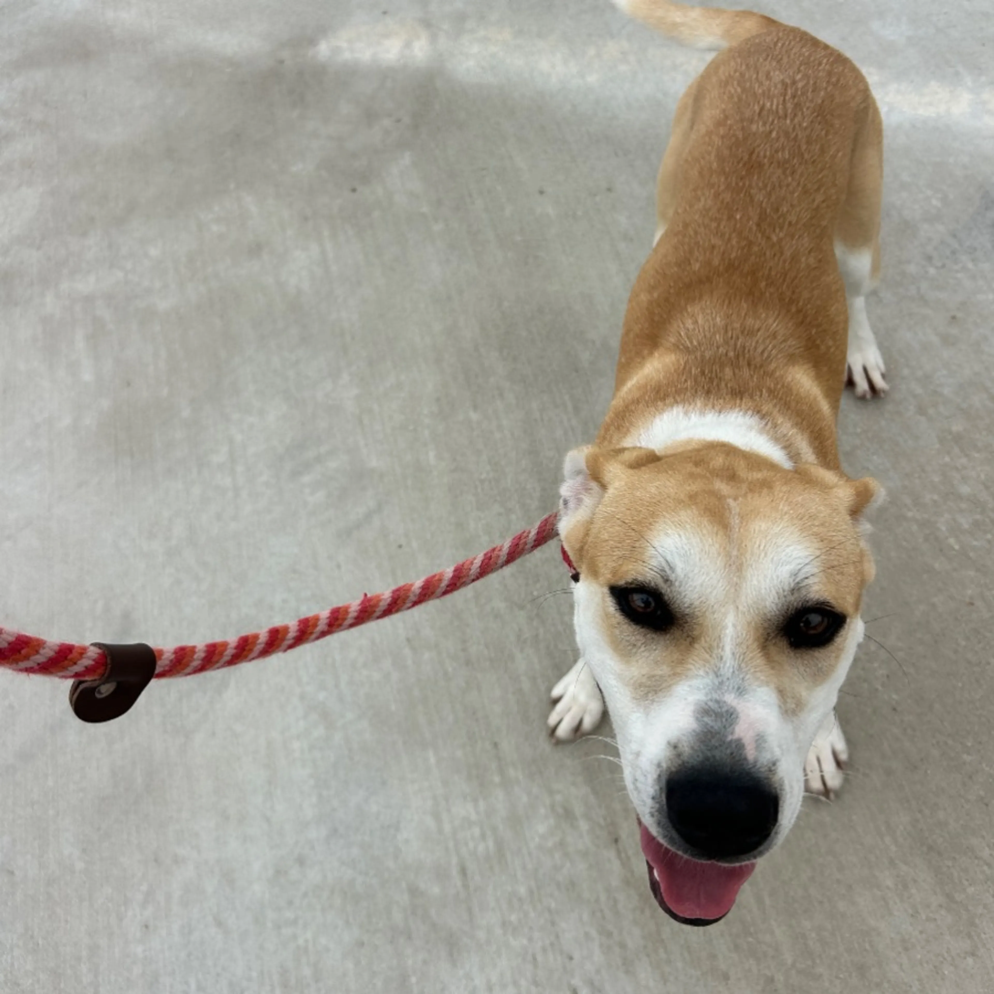 Found pet