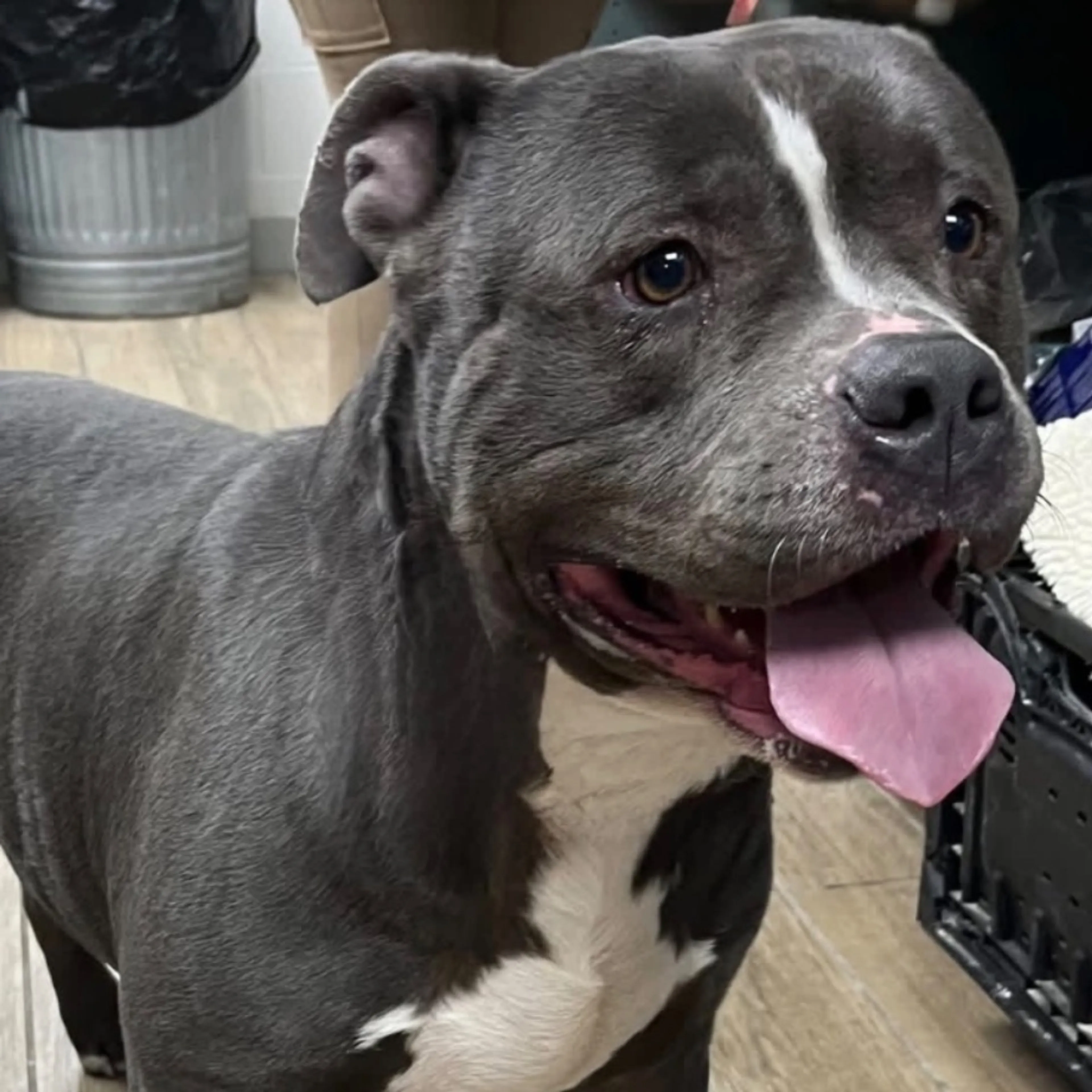 Found pet
