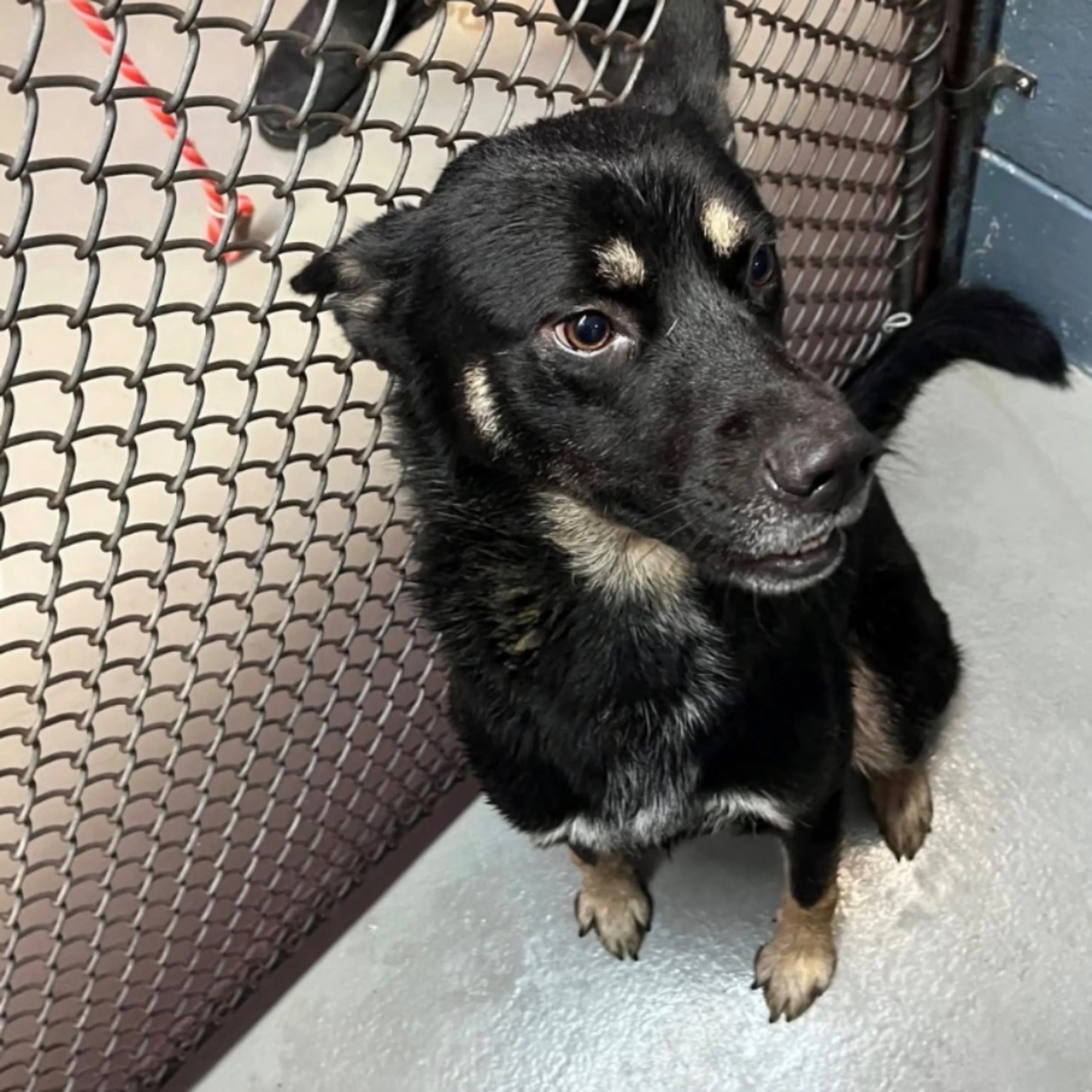 Found pet