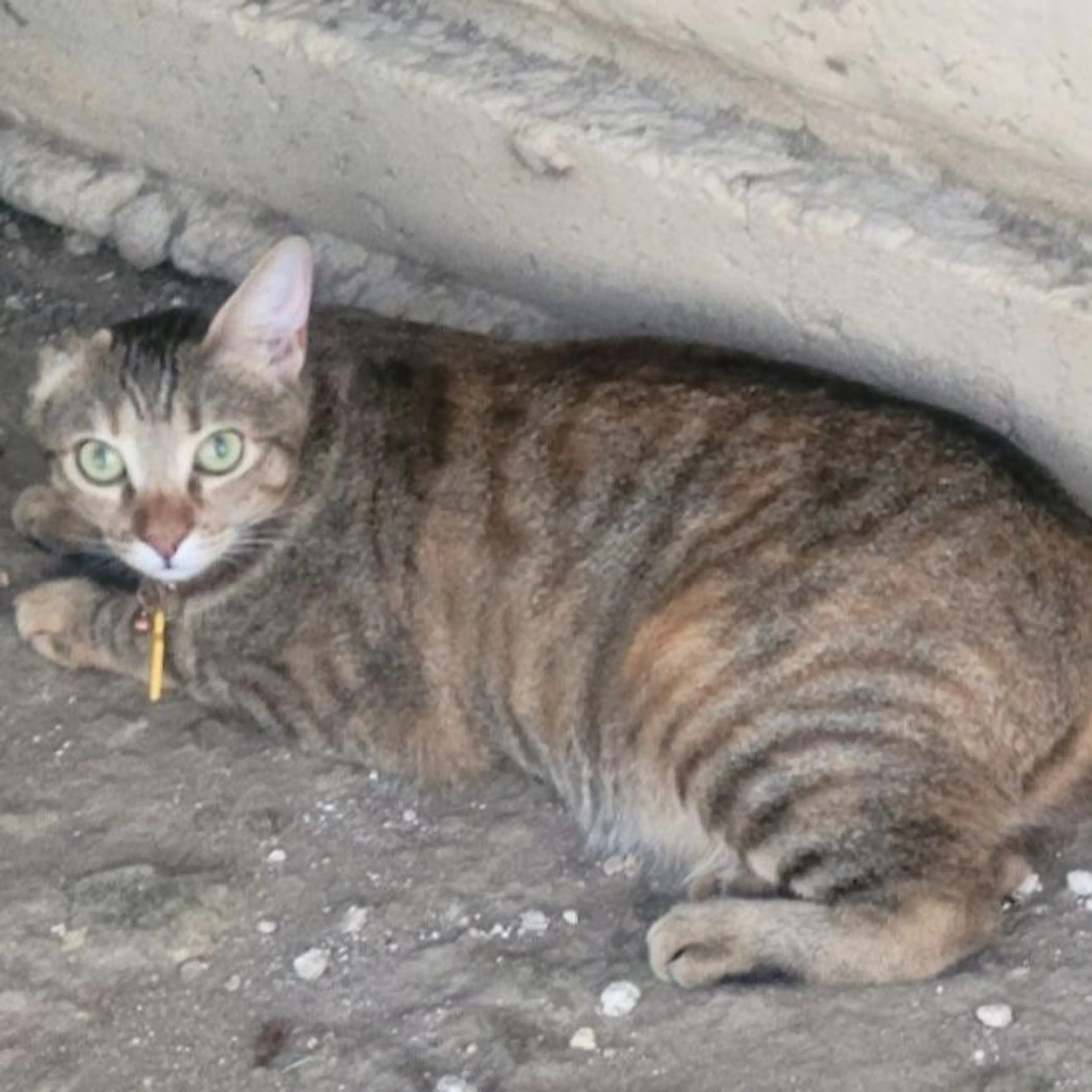 Lost pet-0