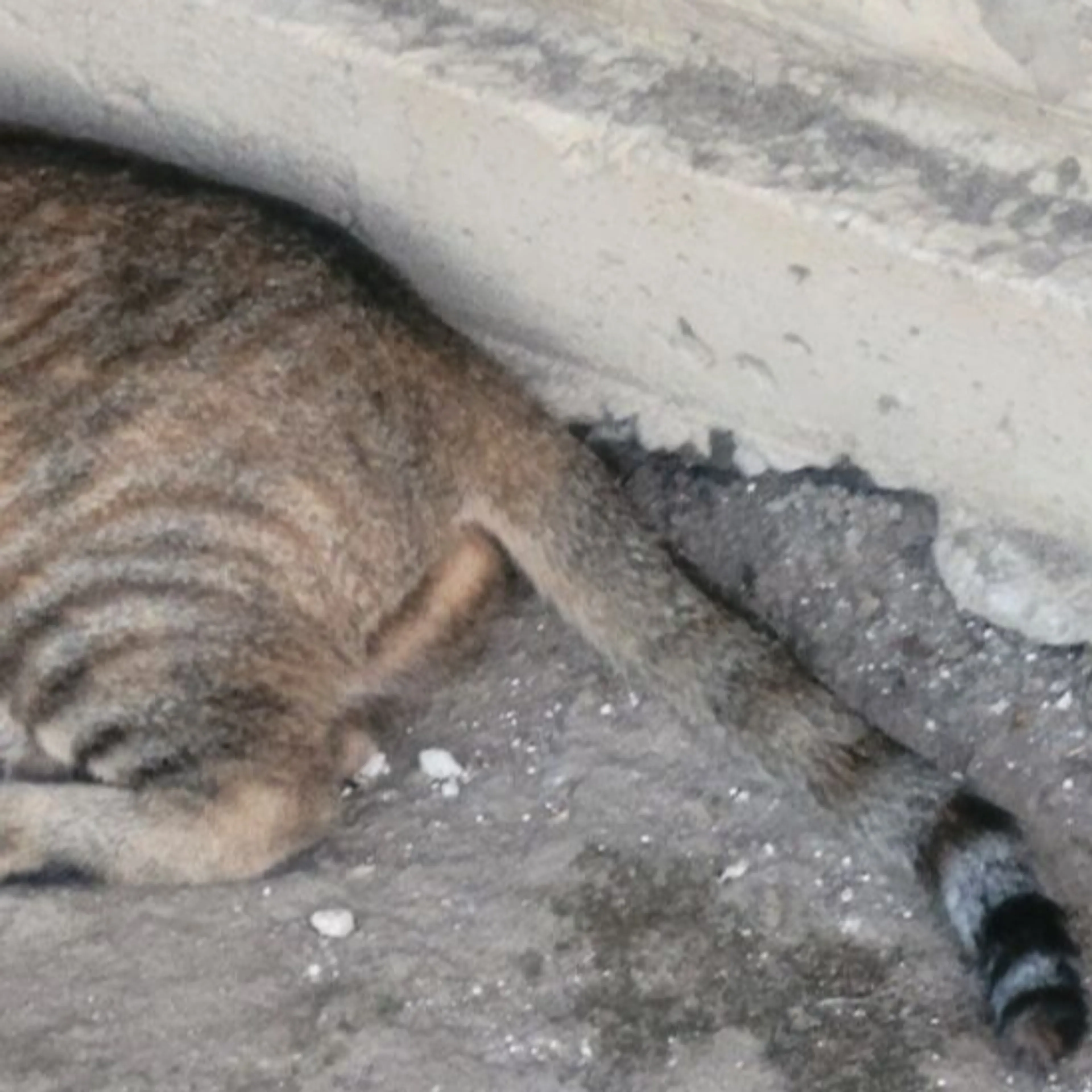 Lost pet-1