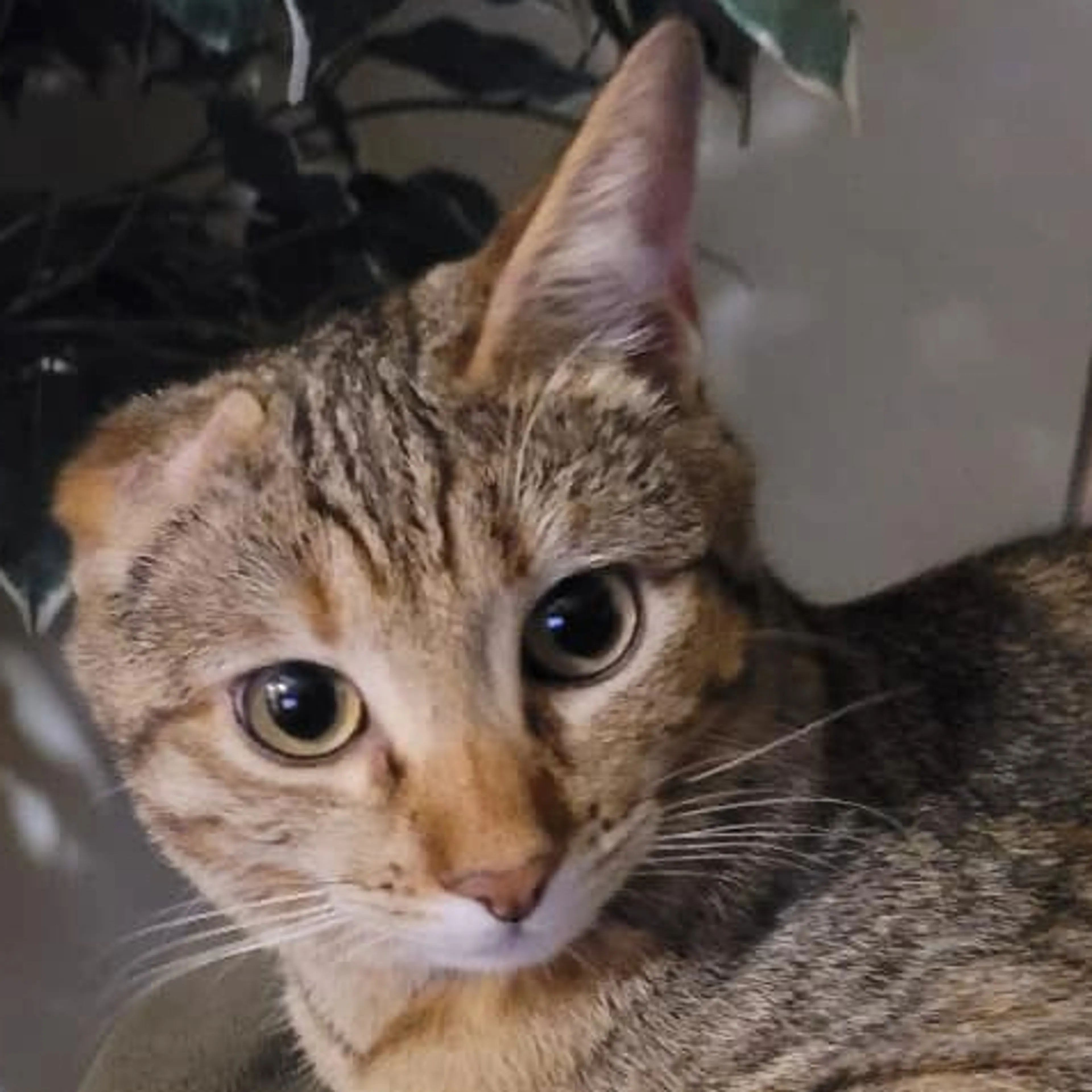 Lost pet-2