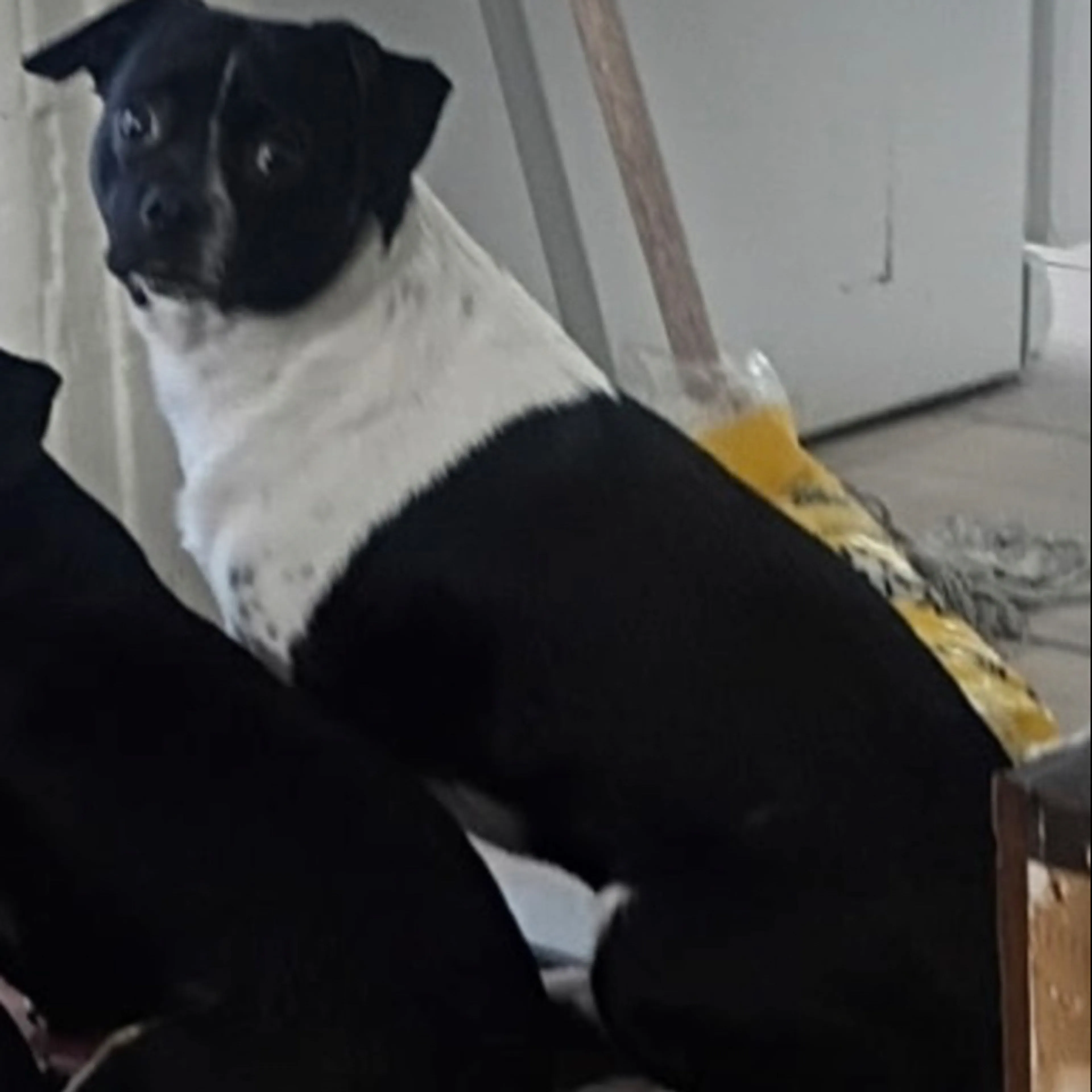 Lost pet-1
