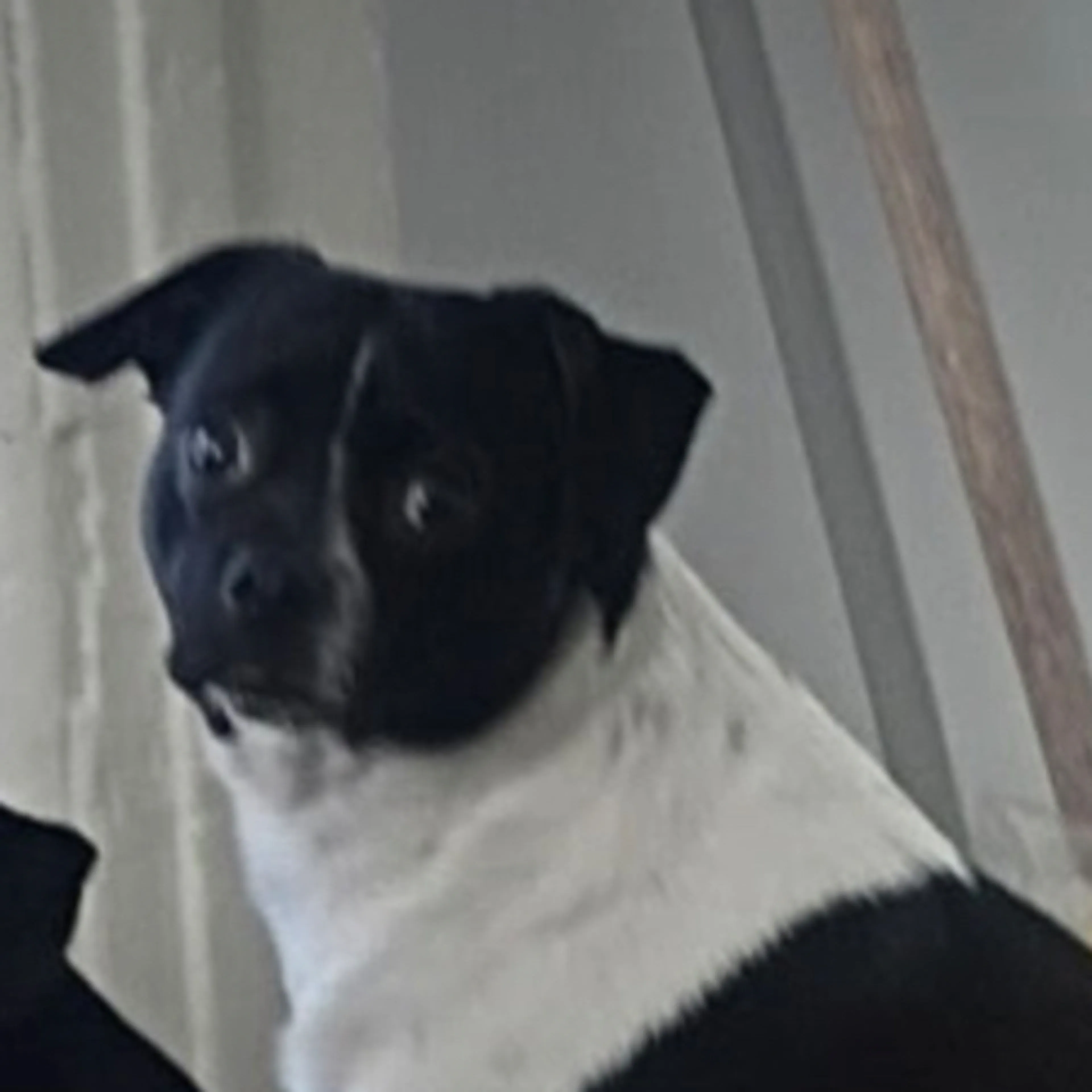 Lost pet-2